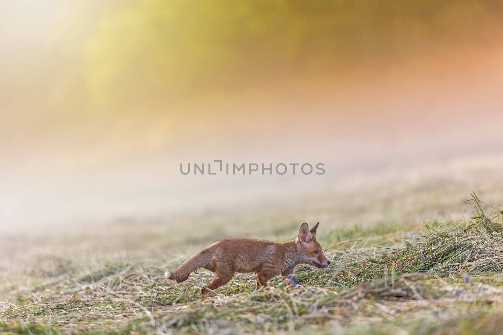 Portrait of adorable fox cub walking in the field in early morning sunlight.   Horizontally.