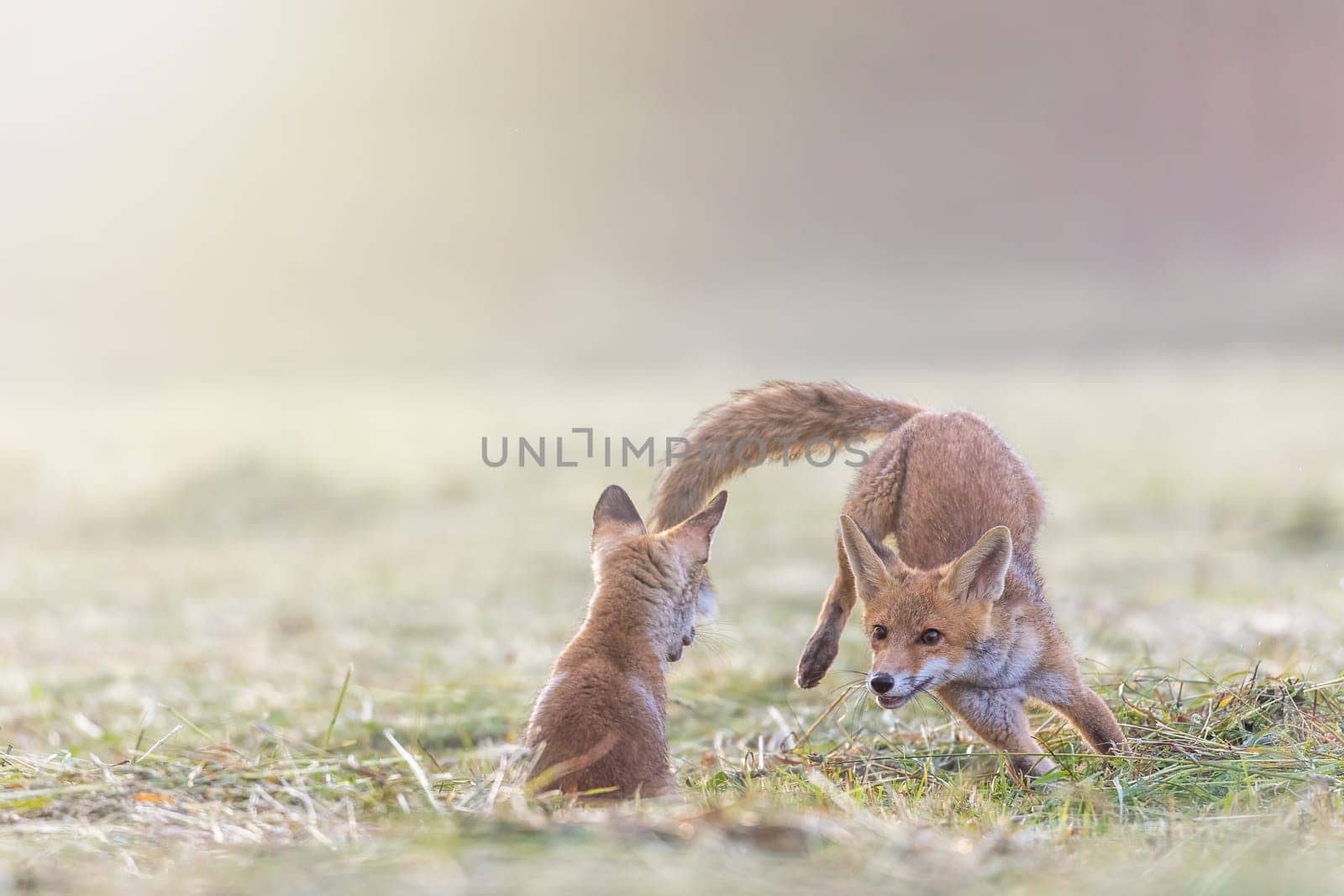 Pair of cute two red foxes is playing outdoors  in the sunlight.  Horizontally.