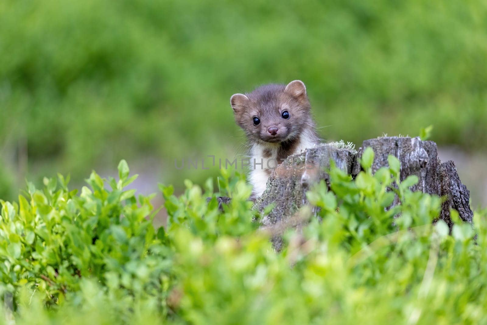 Cute marten peeks out of a tree stump and  looks  at the camera. Horizontally.