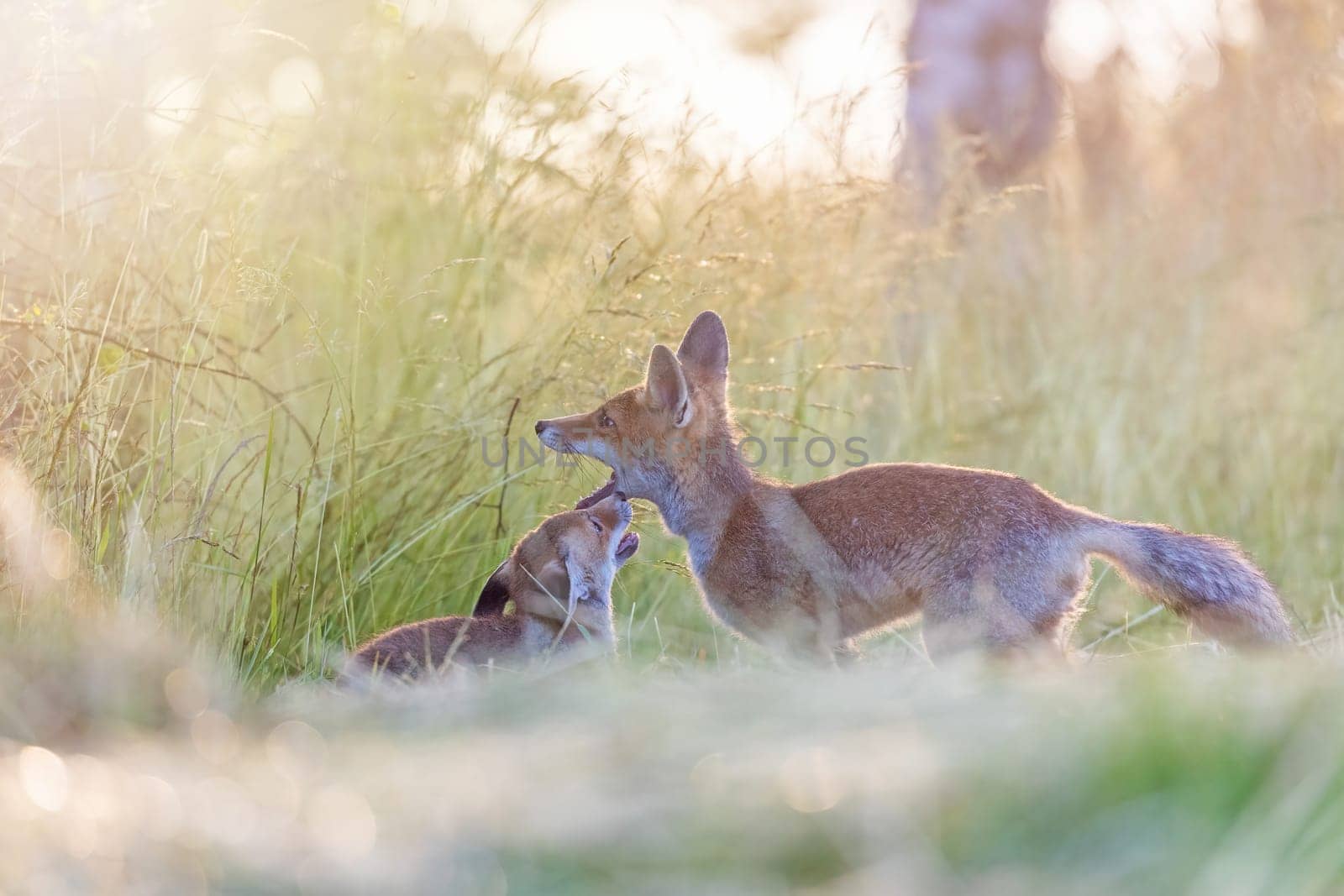 Pair of adorable two red foxes is posing outdoors in the sunlight.  Horizontally.