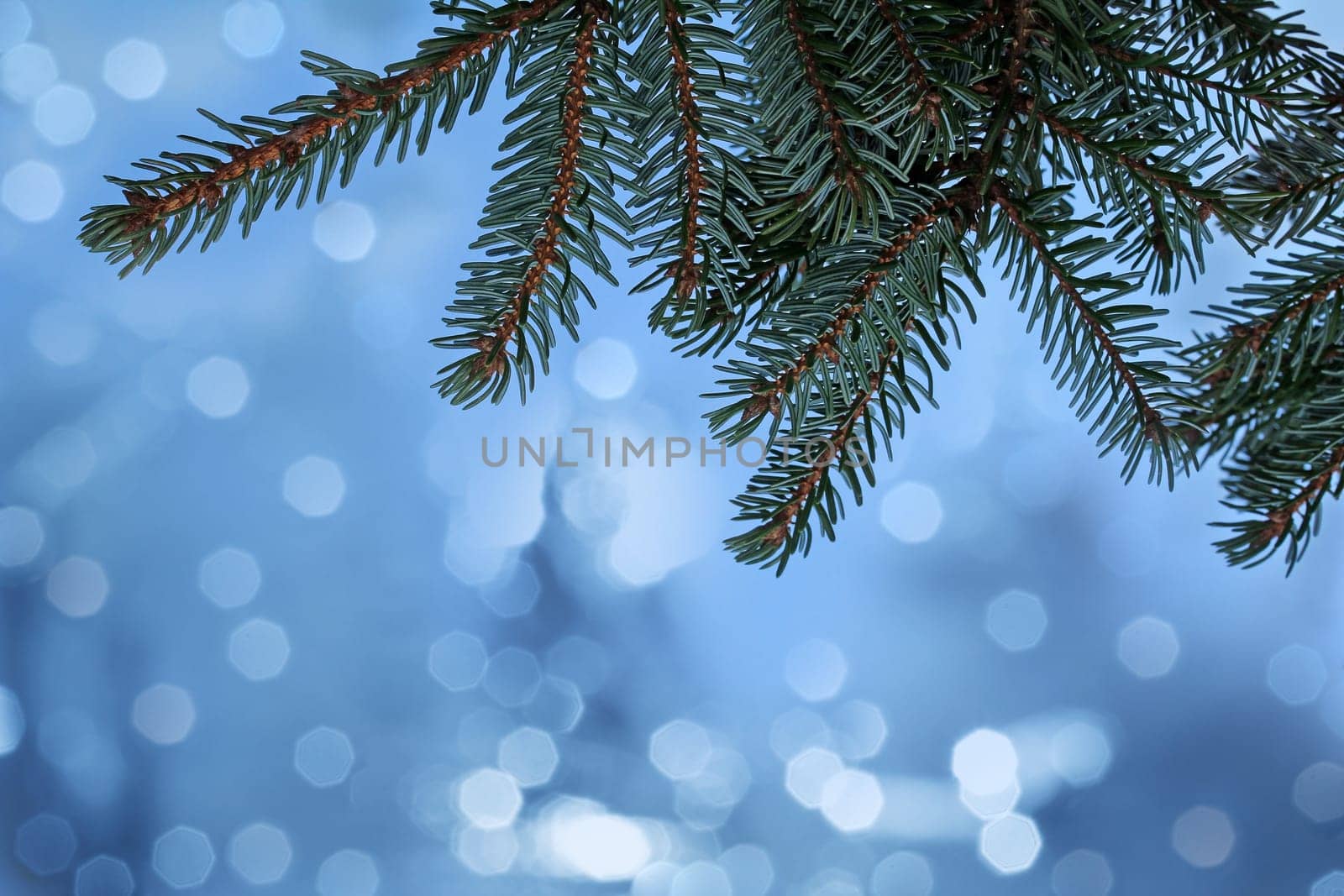 Christmas background with fir branches and glittering snowflakes