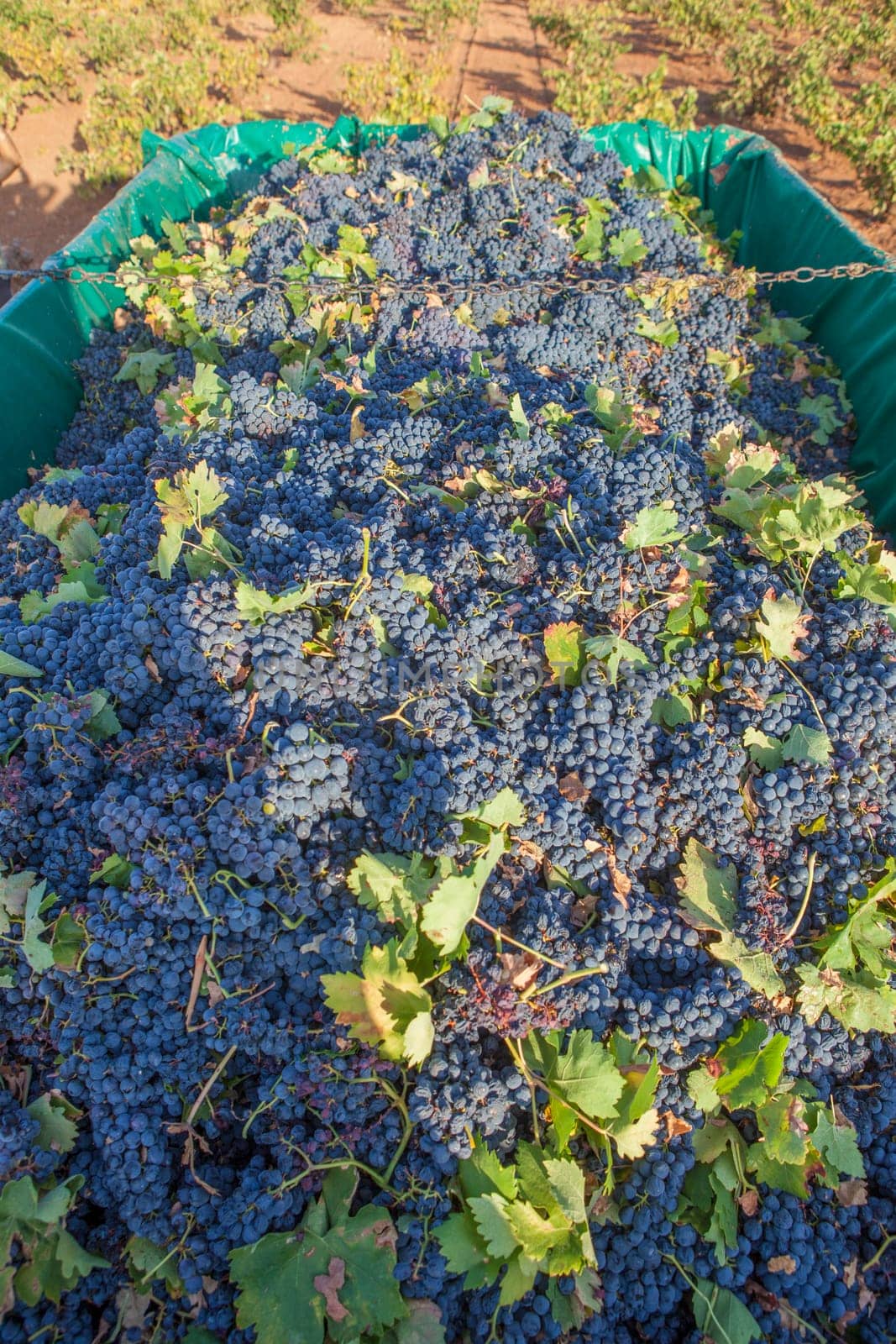 Trailer full of red grapes. Grape harvest season scene