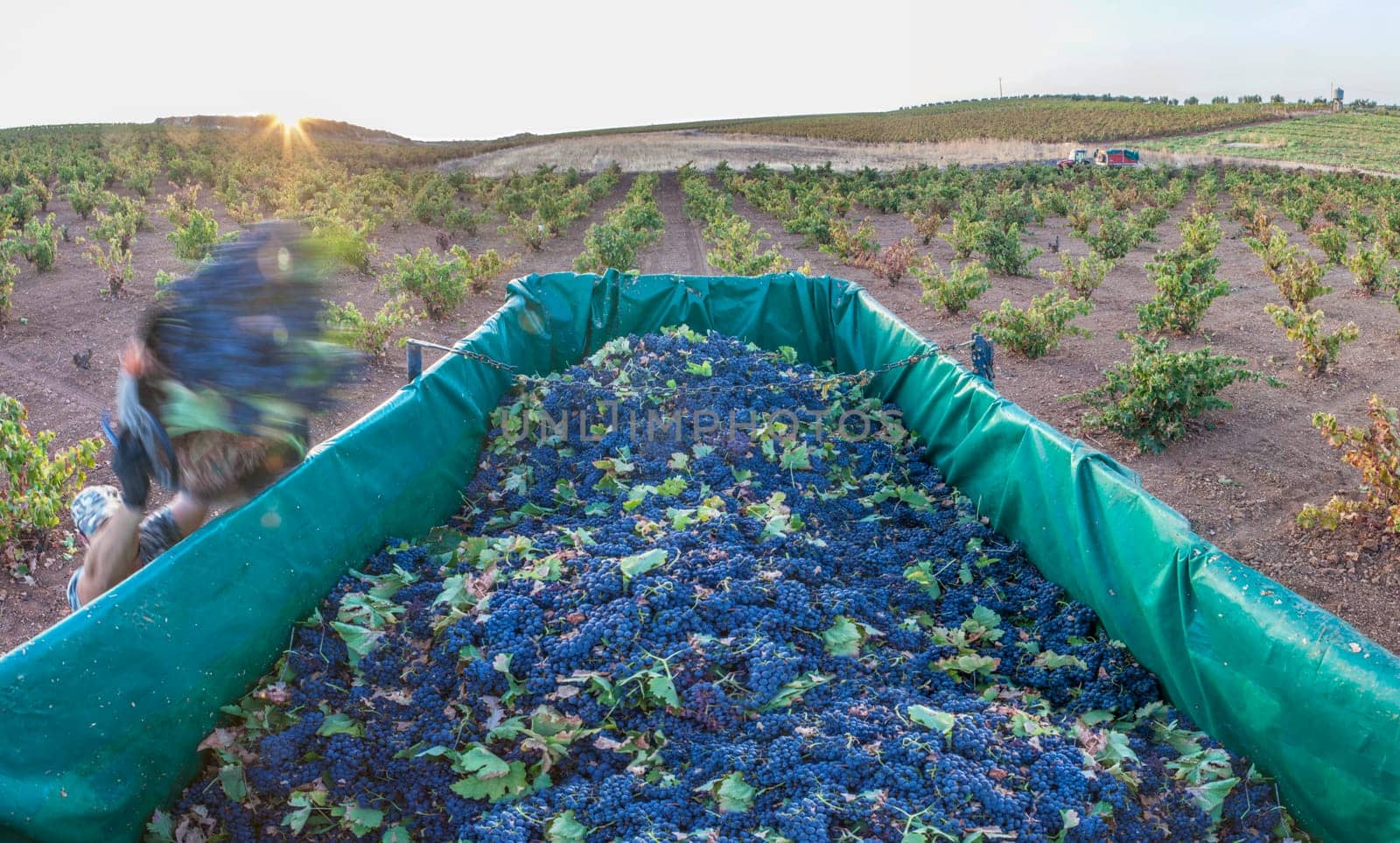 Laborer unloading their  buckets into the trailer. Grape harvest season scene