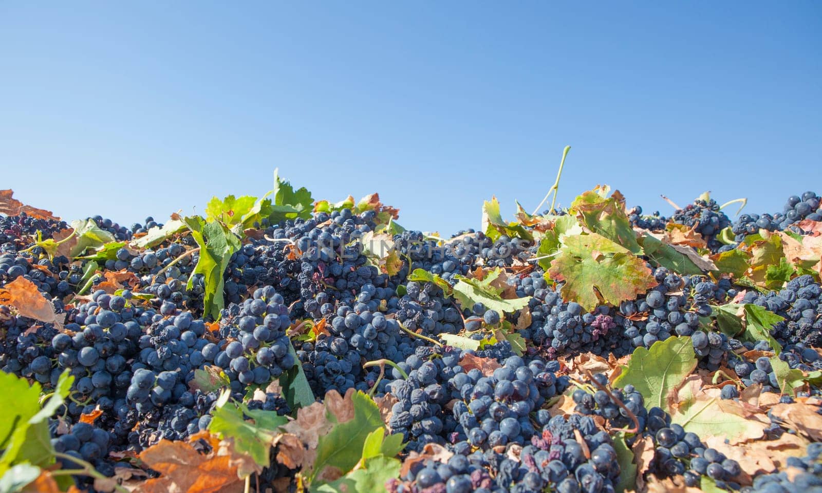 Harvested tempranillo red grapes. Grape harvest season scene