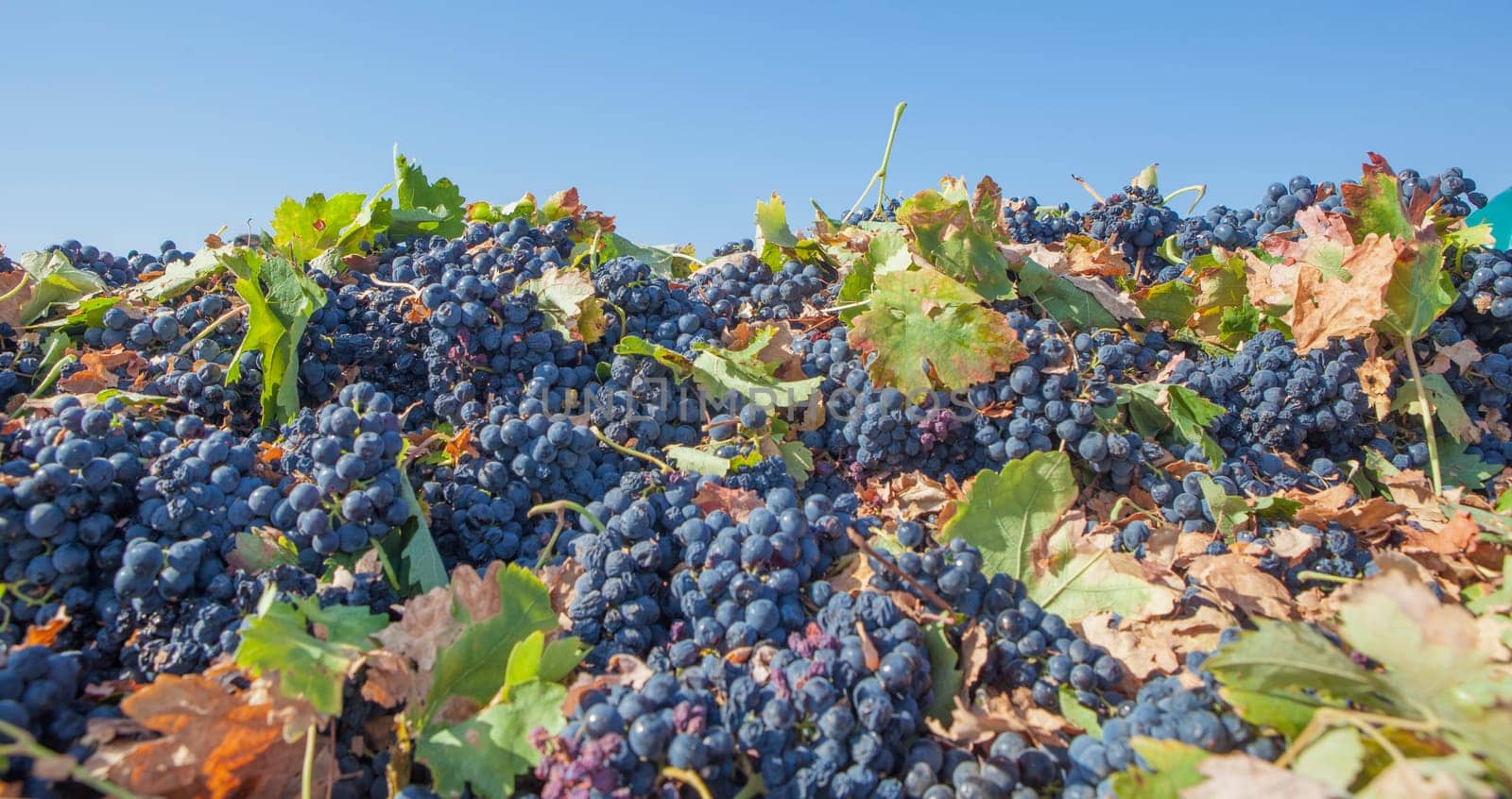 Harvested tempranillo red grapes. Grape harvest season scene