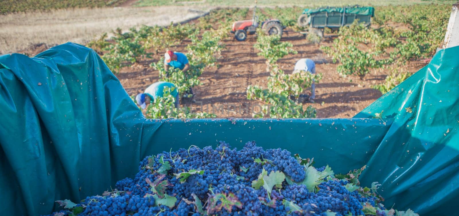 Trailer ful of red grapes. Day laborers crew working as background
