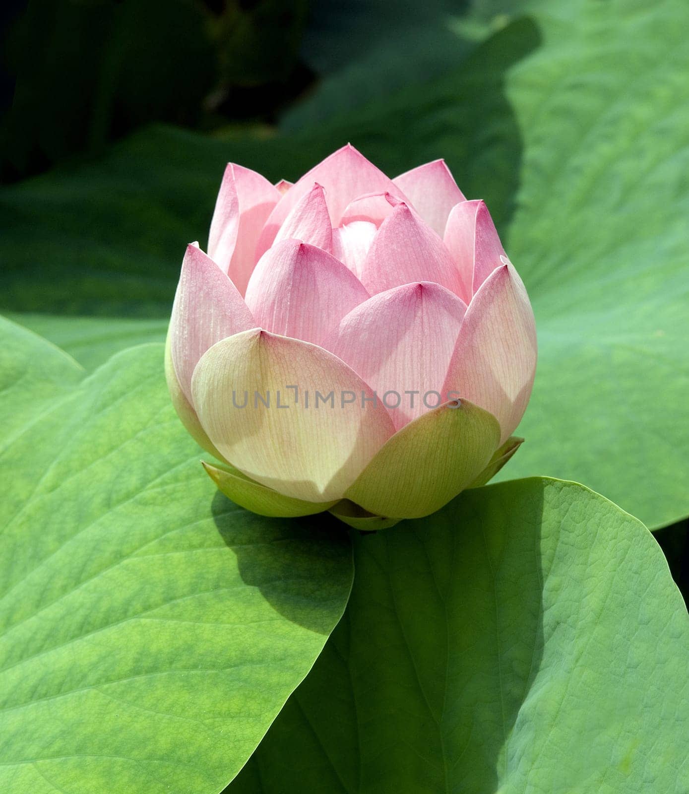 Lotus nucifera is a beautiful Indian water and medicinal plant. The lotus flower,Lotus nucifera,is a beautiful Indian water and medicinal plant