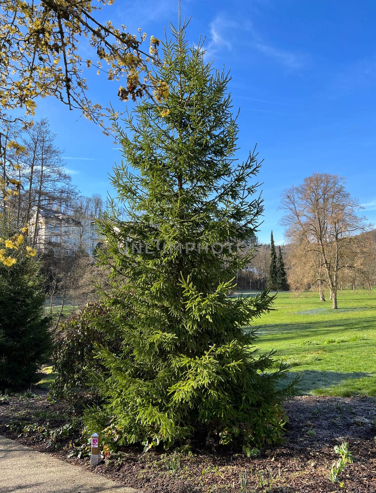 Caucasus spruce,also known as Oriental spruce,Morgenland spruce and Sapindus spruce,is a species of plant in the genus Spruce. Caucasus spruce,also known as Oriental spruce,oriental spruce and Sapindus spruce,is a plant s