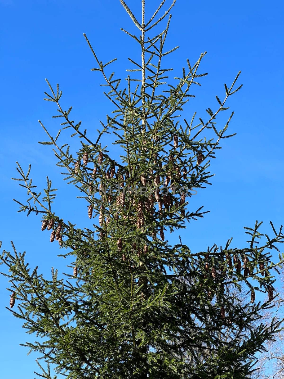 Caucasus spruce,also known as Oriental spruce,Morgenland spruce and Sapindus spruce,is a species of plant in the genus Spruce. Caucasus spruce,also known as Oriental spruce,oriental spruce and Sapindus spruce,is a plant s