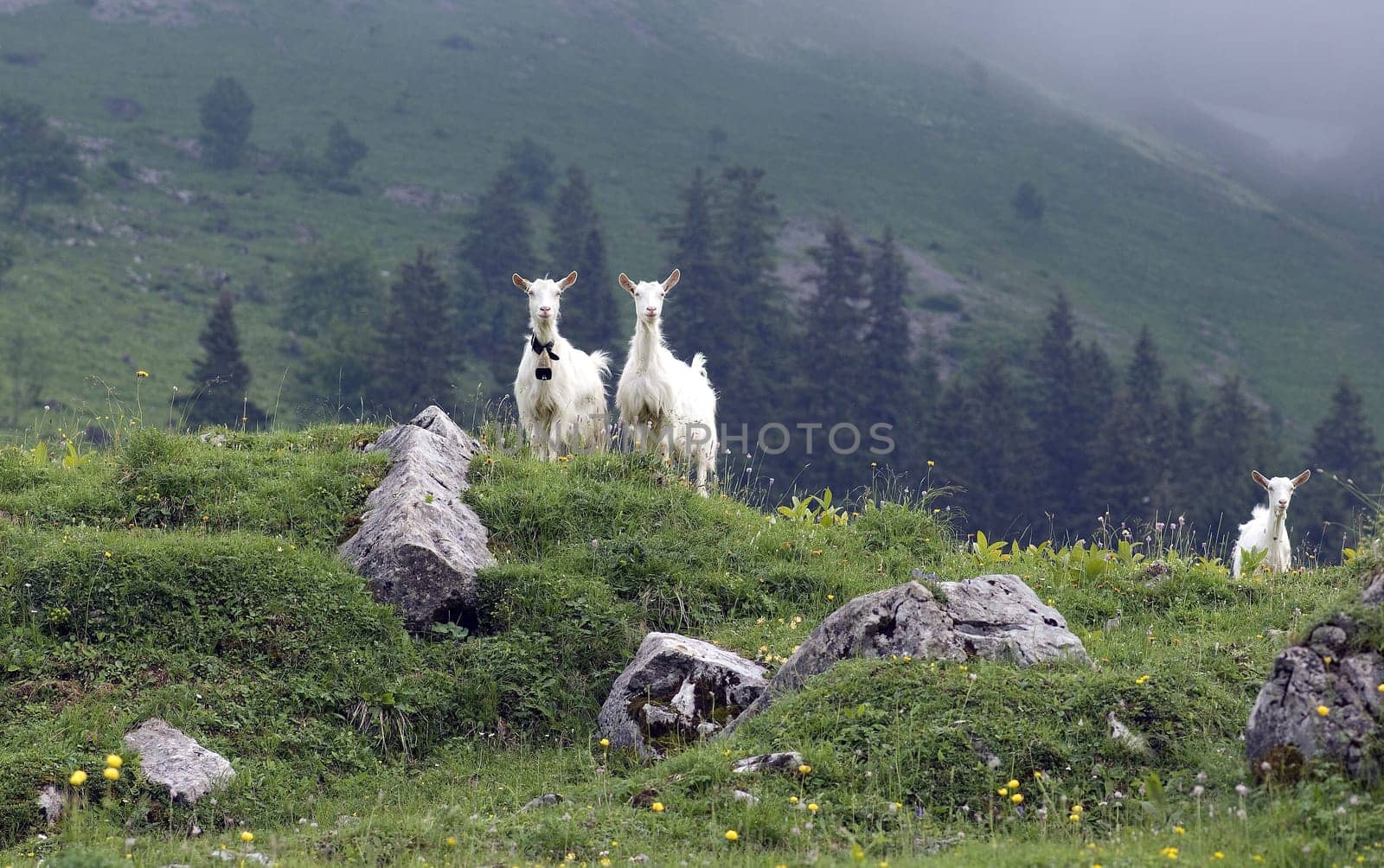 Appenzeller goat is a powerful,mostly polled goat breed with a strong and compact physique. Appenzeller goat is a powerful,mostly hornless goat breed with a strong and compact build