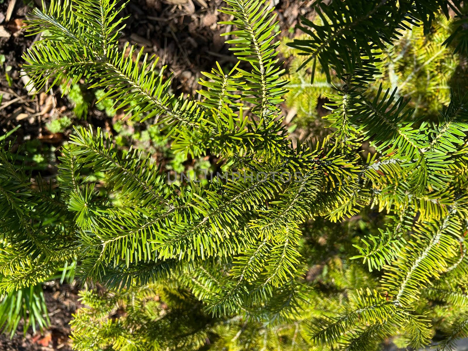 Caucasus spruce,also known as Oriental spruce,Morgenland spruce and Sapindus spruce,is a species of plant in the genus Spruce. Caucasus spruce,also known as Oriental spruce,oriental spruce and Sapindus spruce,is a plant s
