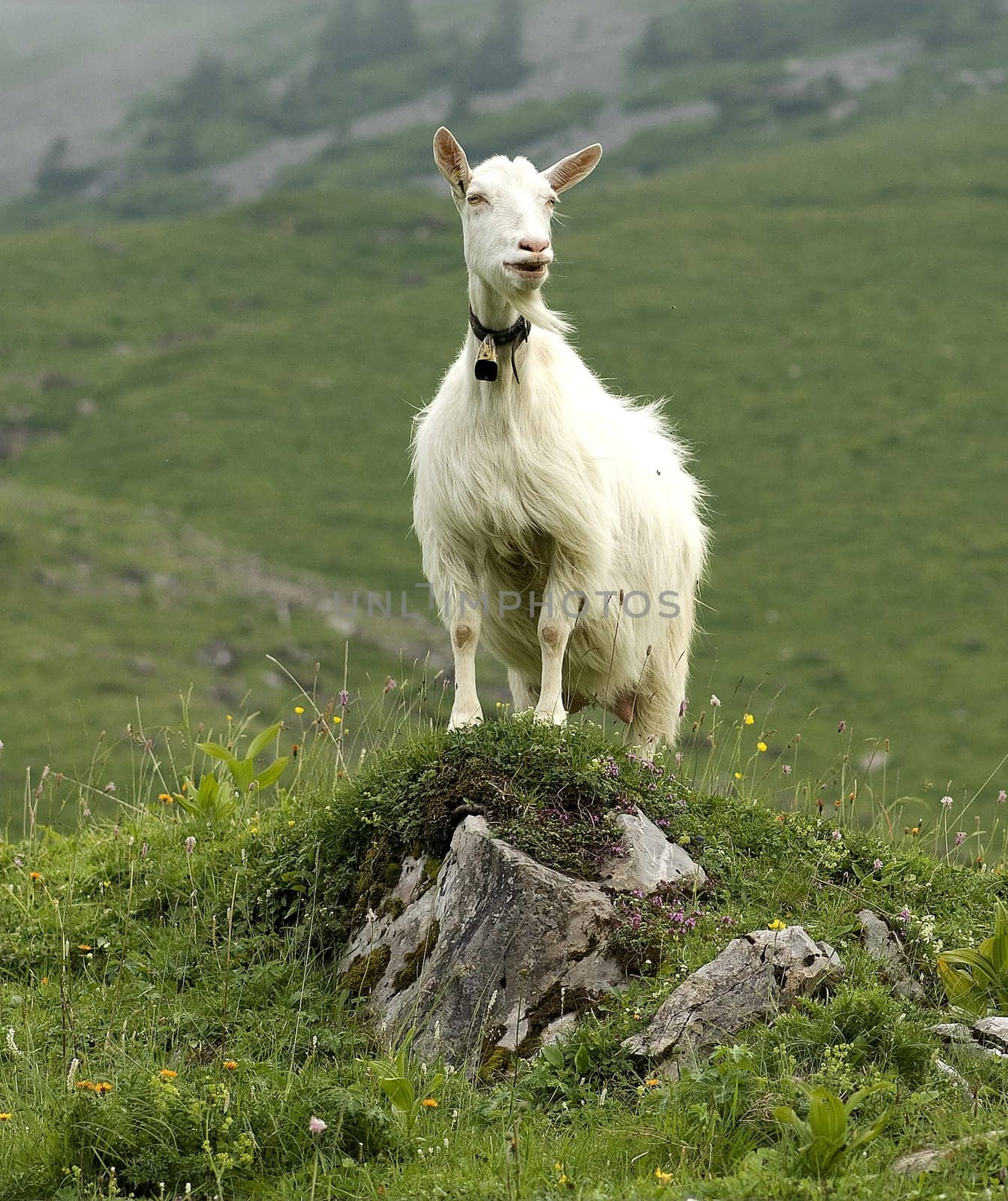 Appenzeller goat is a powerful,mostly polled goat breed with a strong and compact physique. Appenzeller goat is a powerful,mostly hornless goat breed with a strong and compact build