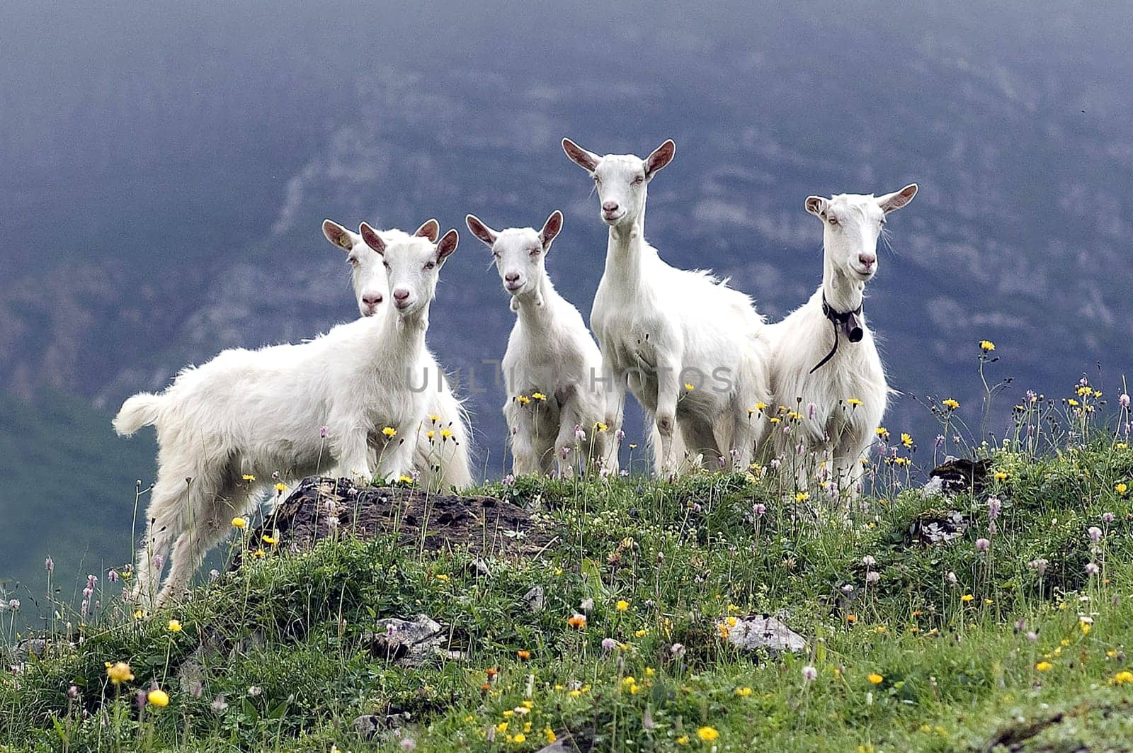 Appenzeller goat is a powerful,mostly polled goat breed with a strong and compact physique. Appenzeller goat is a powerful,mostly hornless goat breed with a strong and compact build