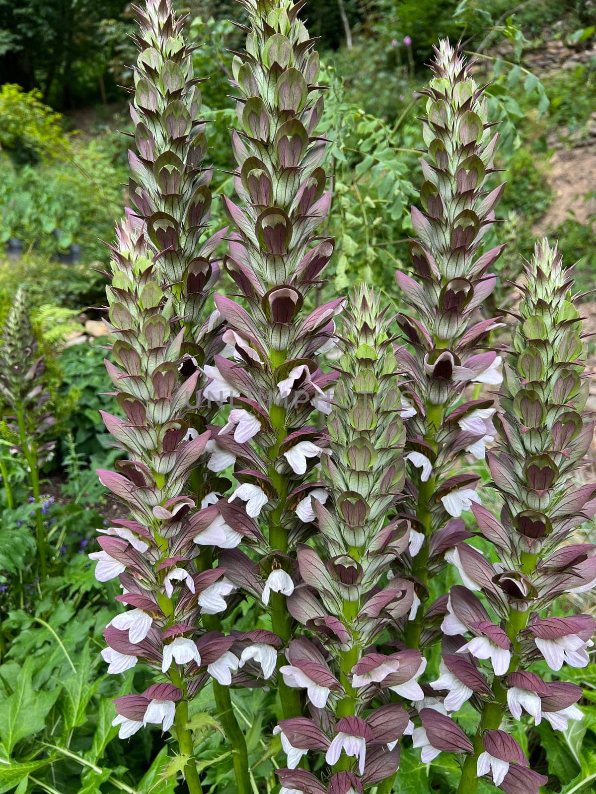 Acanthus,hungaricus is an indestructible flowering and leafy perennial with ornamental leaves native to the Balkans. Acanthus,hungaricus is an indestructible flowering and foliage perennial with ornamental leaves that comes from the Balkans.