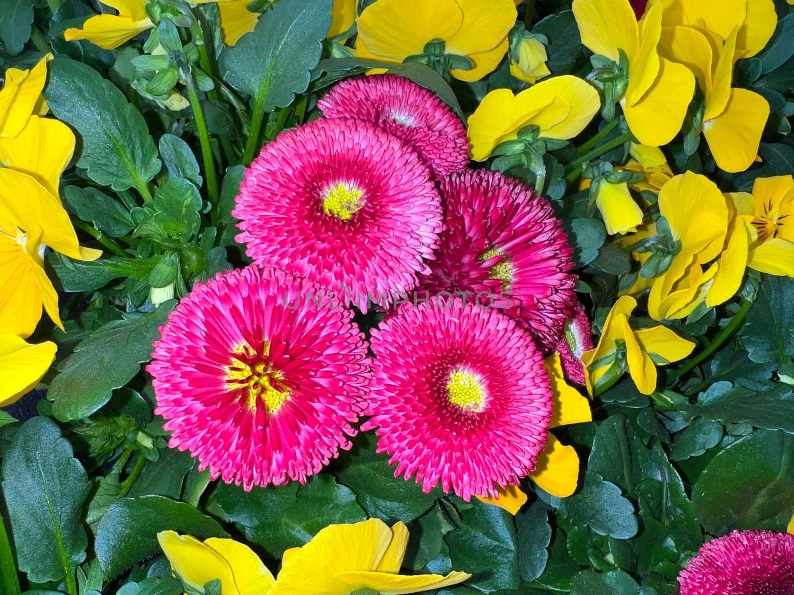 Bellis perennis is an edible flower with white flowers. It is an important medicinal plant and is used in medicine. It is also often found in the wild,in fields and meadows. Geensebluemchen,Bellis Perennis is an edible flower with white flowers. It is an important medicinal plant and is used in medicine. It is also often wild on fields and meadows.