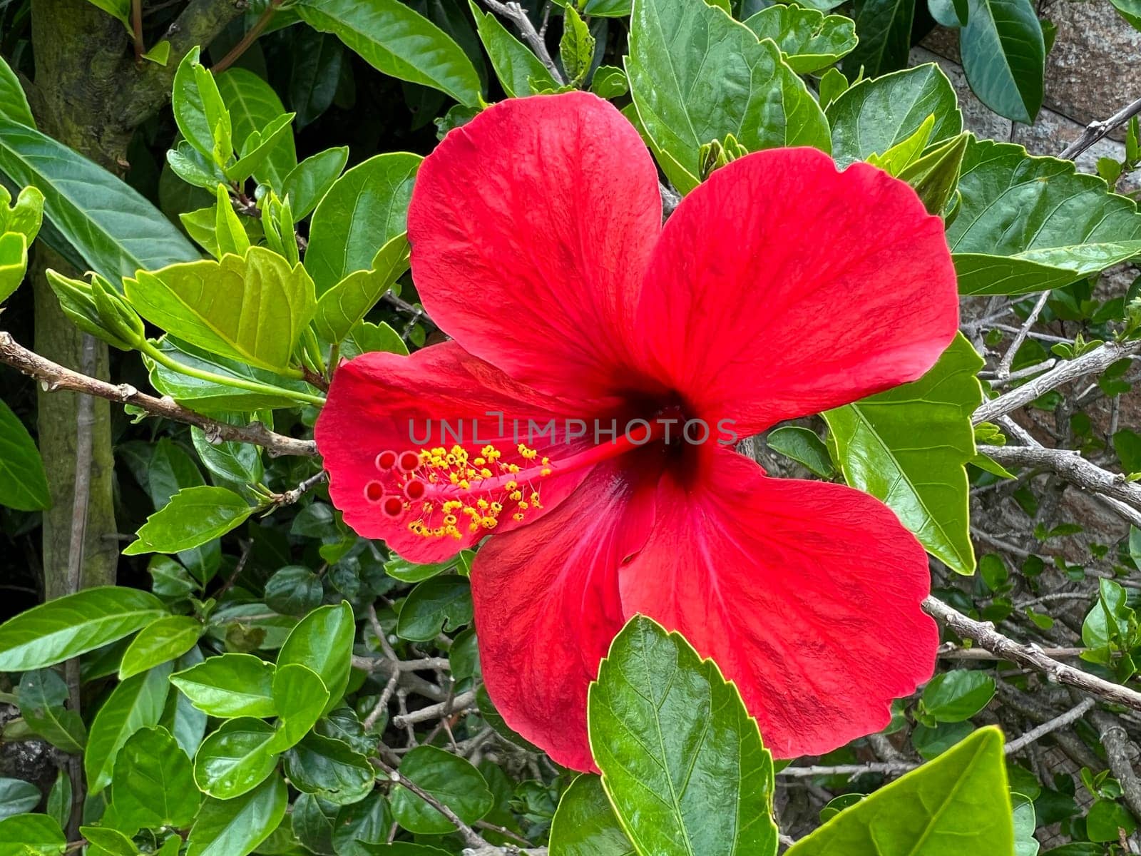 Hibiscus rosa-sinensis,also known as marshmallow,is a medicinal plant and a very decorative plant. Hibiscus rosa-sinensis,also called rosemary,is a medicinal plant and a very ornamental flowering plant.
