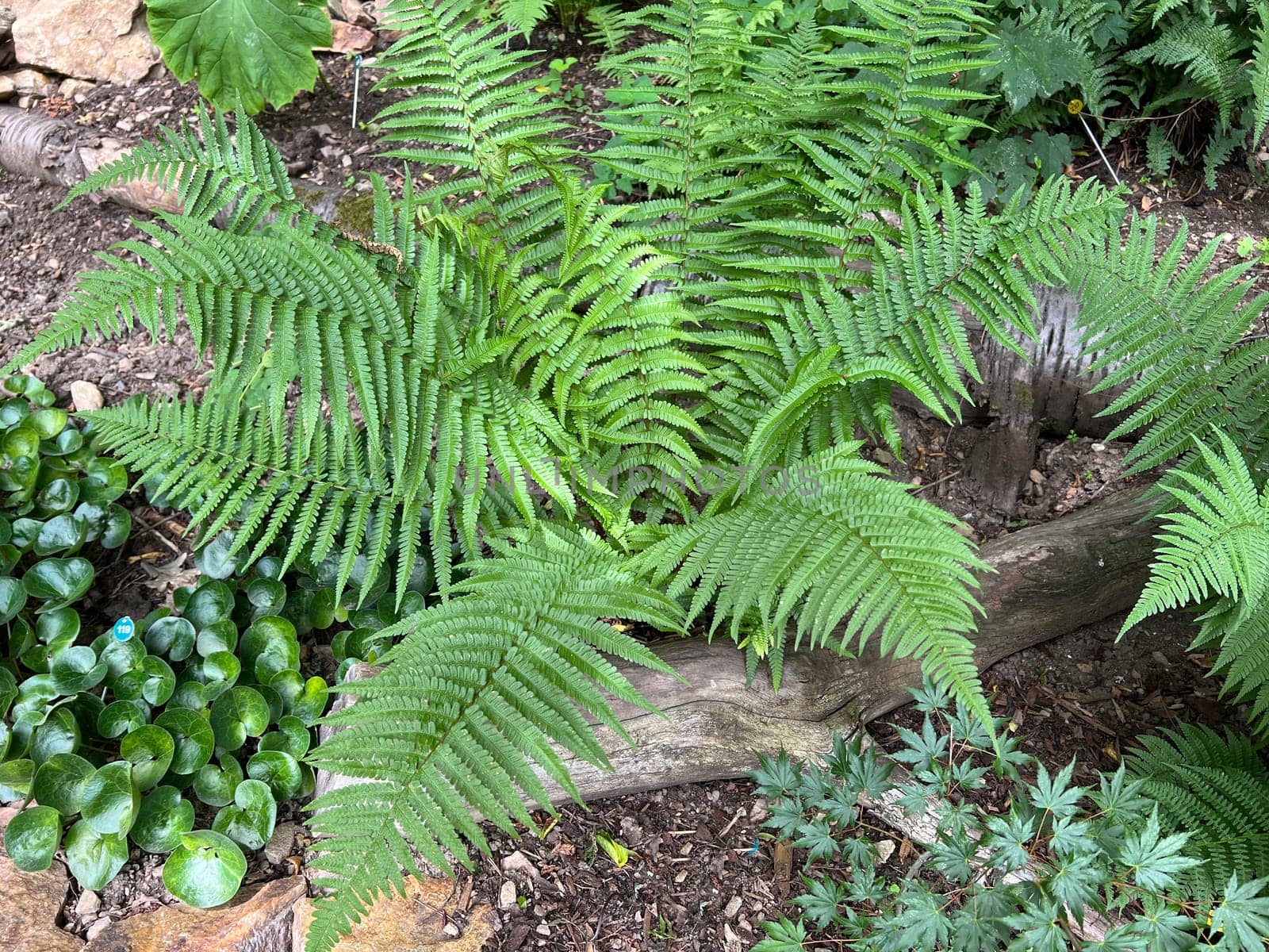 Worm fern,Dryopteris filix-mas,is a poisonous forest plant that is also used as a medicinal plant. Worm fern,Dryopteris filix-mas,is a poisonous forest plant that is also used as a medicinal plant