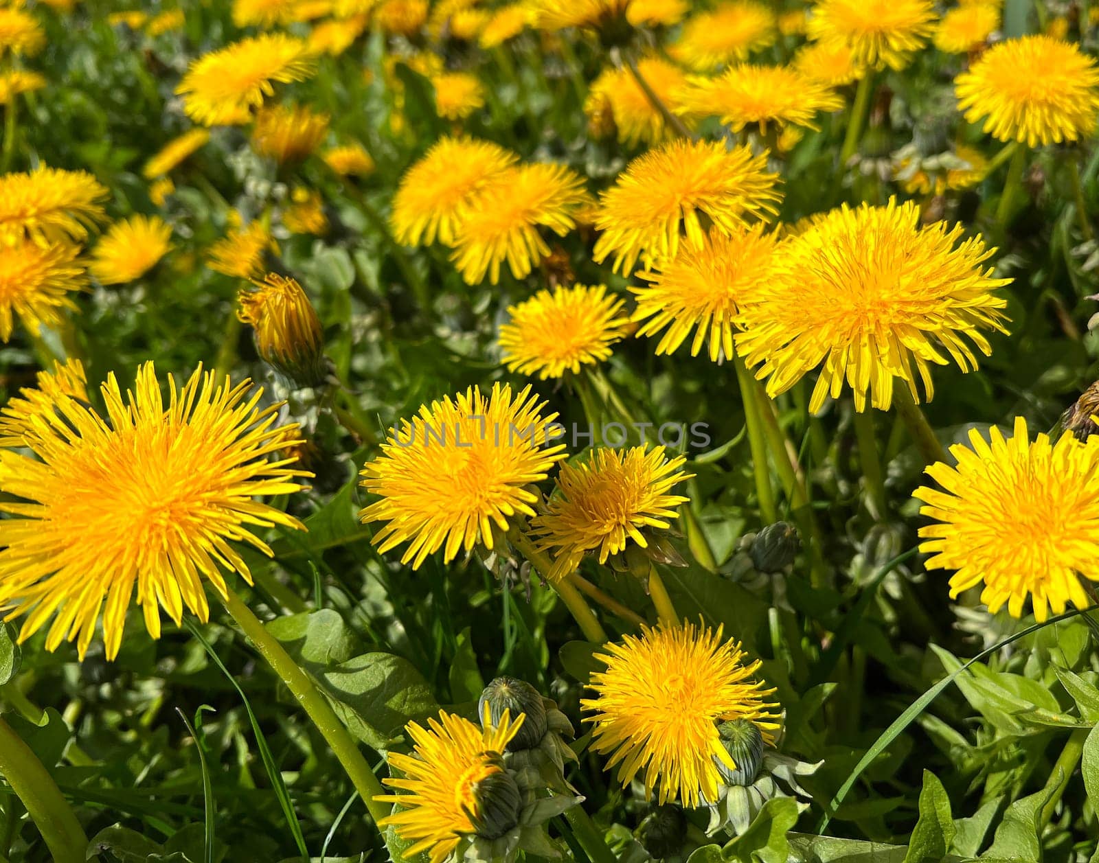 Dandelion,Taraxacum officinale,is a pioneer plant and survival artist that can also thrive on gravel roads. Loewenzahn,Taraxacum officinale as a wall flower,is a pioneer plant and survival artist that can also thrive on gravel roads.