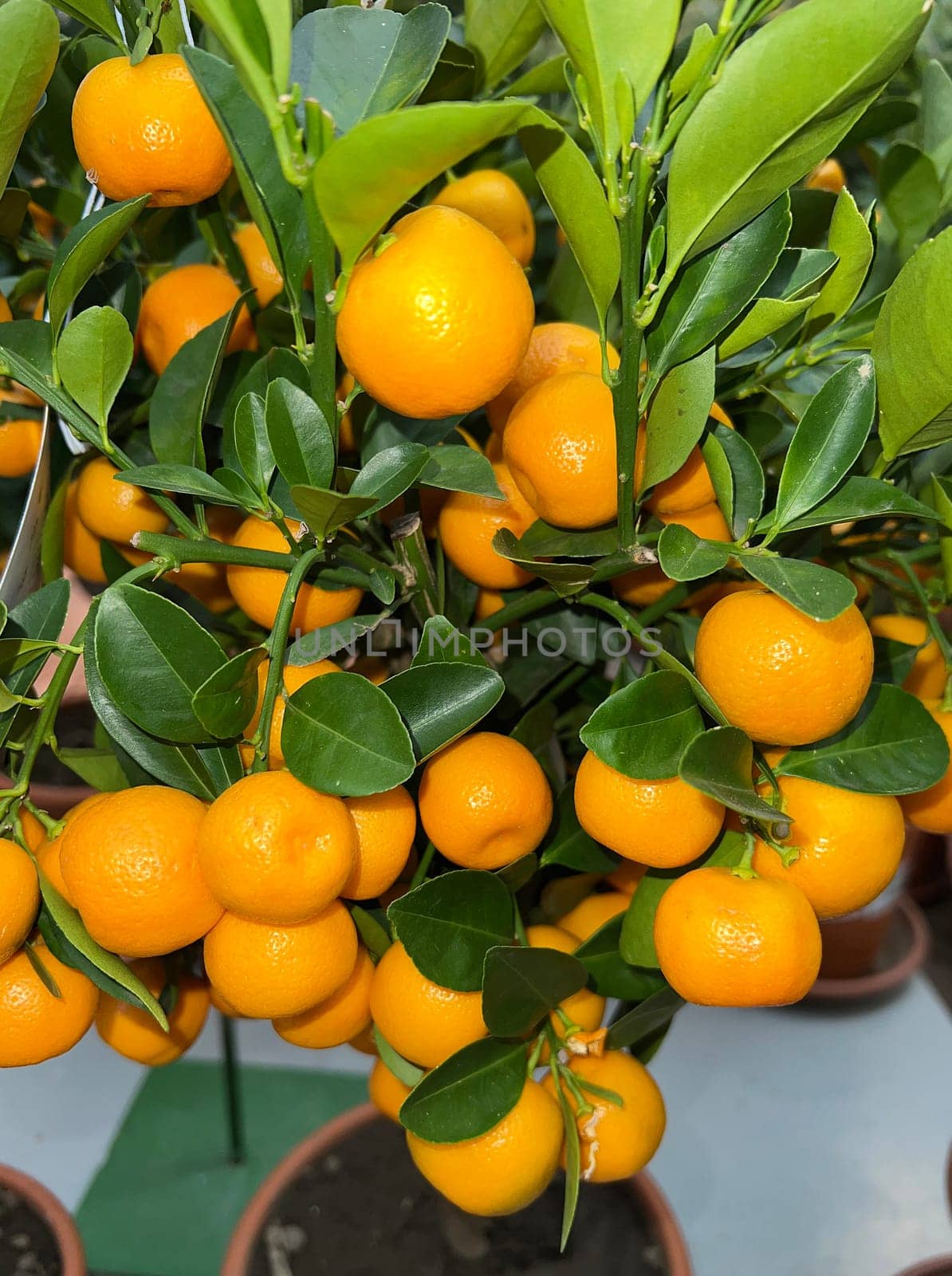 Orange,Citrus sinensis,is an exotic fruit that is also used dried with star anise and cinnamon sticks as a fragrance enhancer. Orange,Citrus sinensis,is an exotic fruit that is also used as a fragrance when dried with star anise and cinnamon sticks.