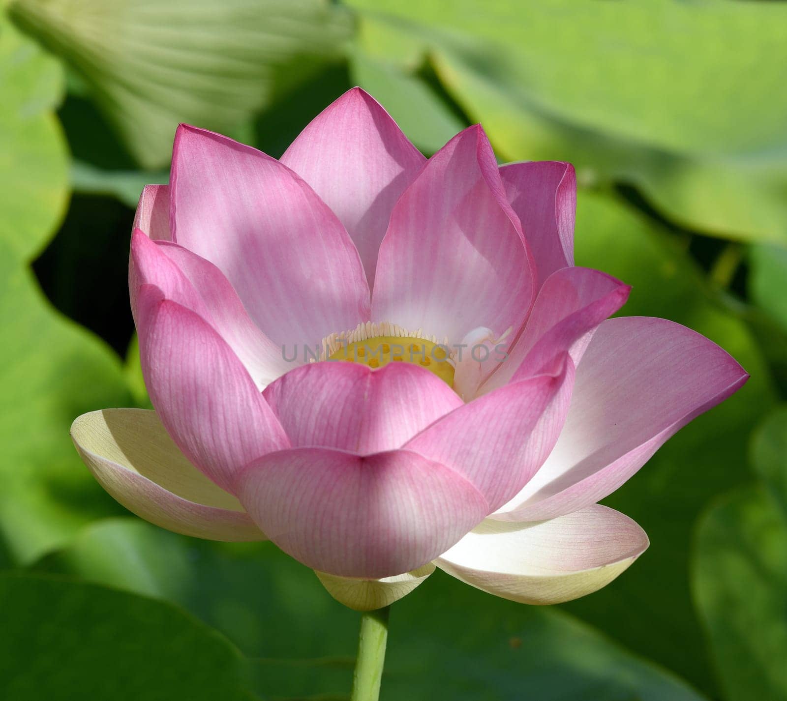 Lotus nucifera is a beautiful Indian water and medicinal plant. The lotus flower,Lotus nucifera,is a beautiful Indian water and medicinal plant