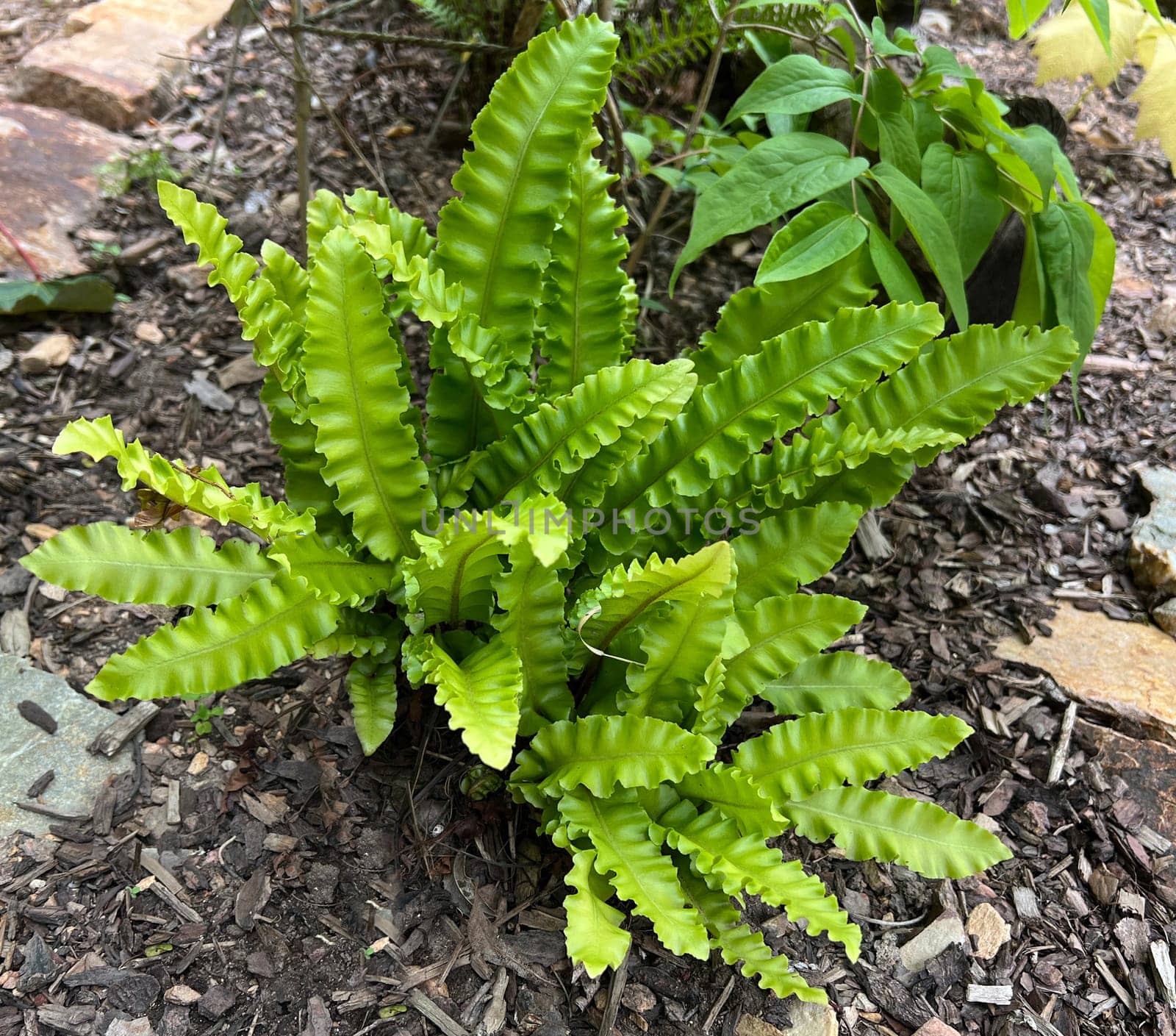 Phillystis scolopendrium is a fern with beautiful smooth fronds. Deer's tongue fern,also known as deer's tongue,Phillystis scolopendrium,is a fern with beautiful,smooth leaf fronds