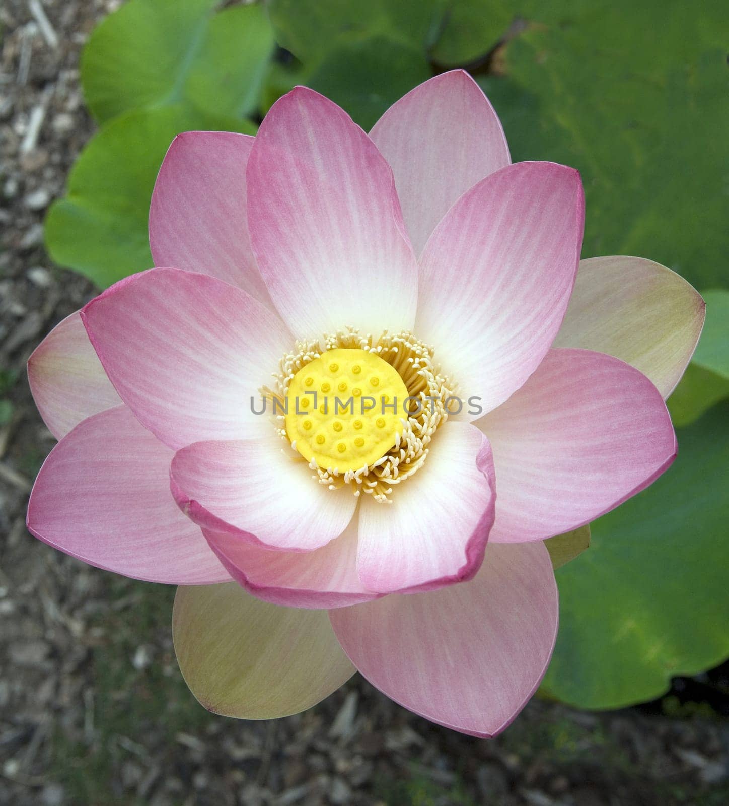 Lotus nucifera is a beautiful Indian water and medicinal plant. The lotus flower,Lotus nucifera,is a beautiful Indian water and medicinal plant
