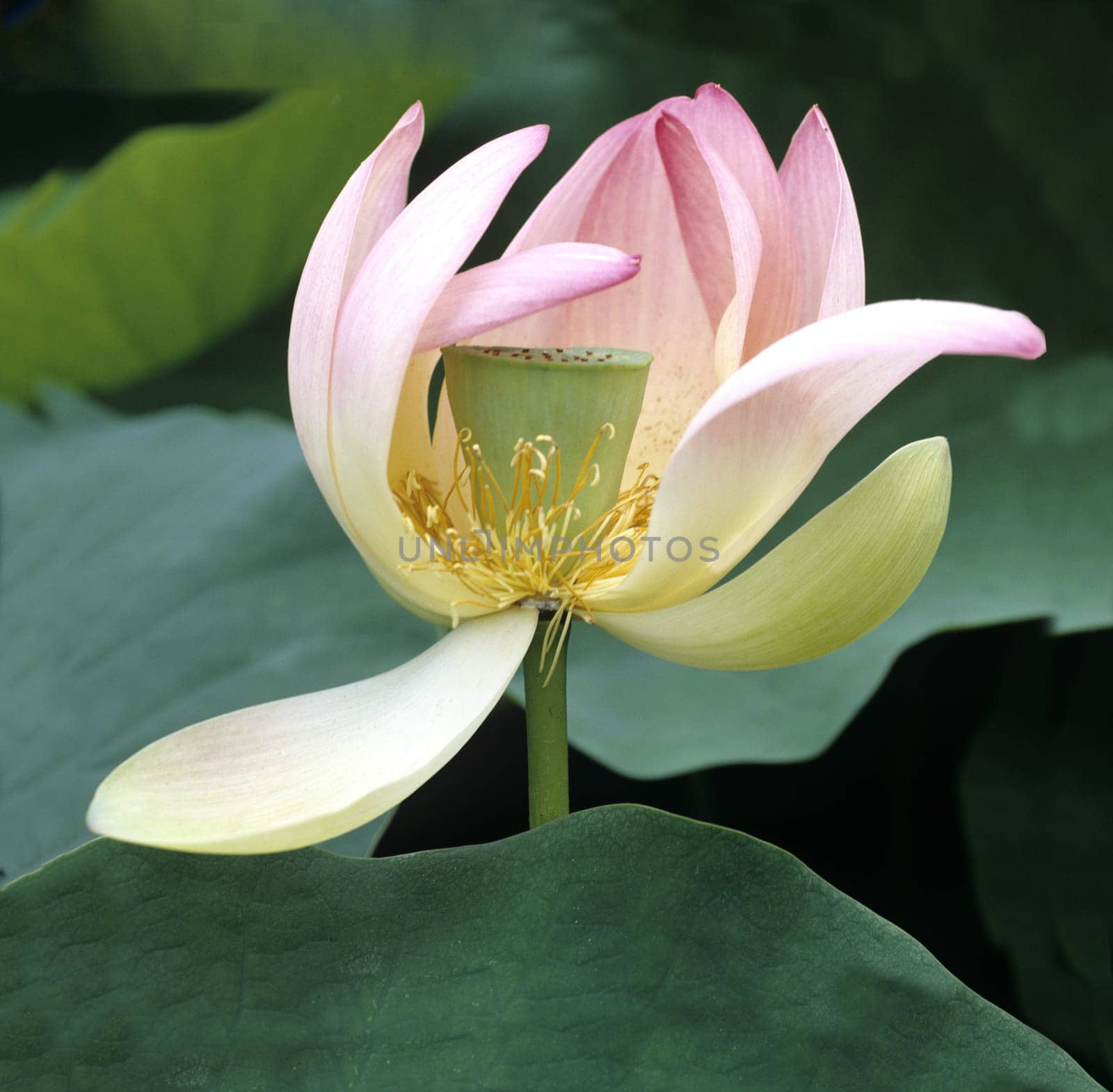 Lotus nucifera is a beautiful Indian water and medicinal plant. The lotus flower,Lotus nucifera,is a beautiful Indian water and medicinal plant
