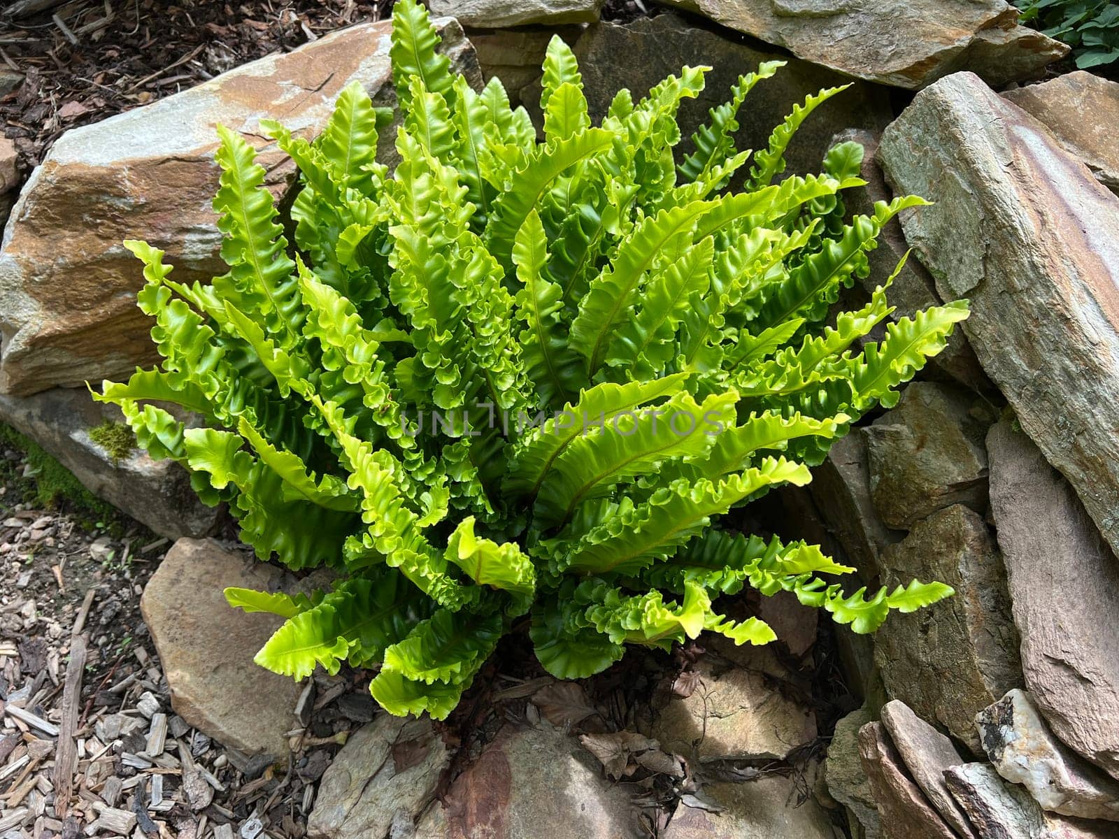 Phillystis scolopendrium is a fern with beautiful smooth fronds. Deer's tongue fern,also known as deer's tongue,Phillystis scolopendrium,is a fern with beautiful,smooth leaf fronds