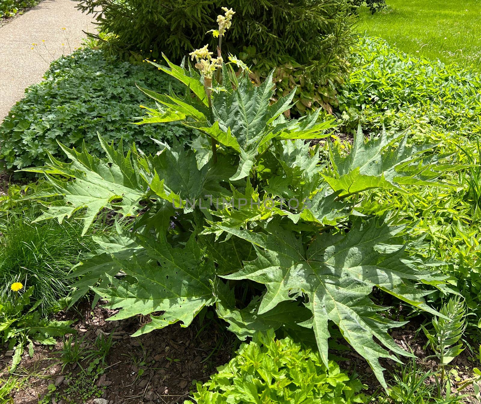 Medicinal rhubarb,Rheum palmatum is an important medicinal plant. Medicinal rhubarb,Rheum palmatum,is an important medicinal plant