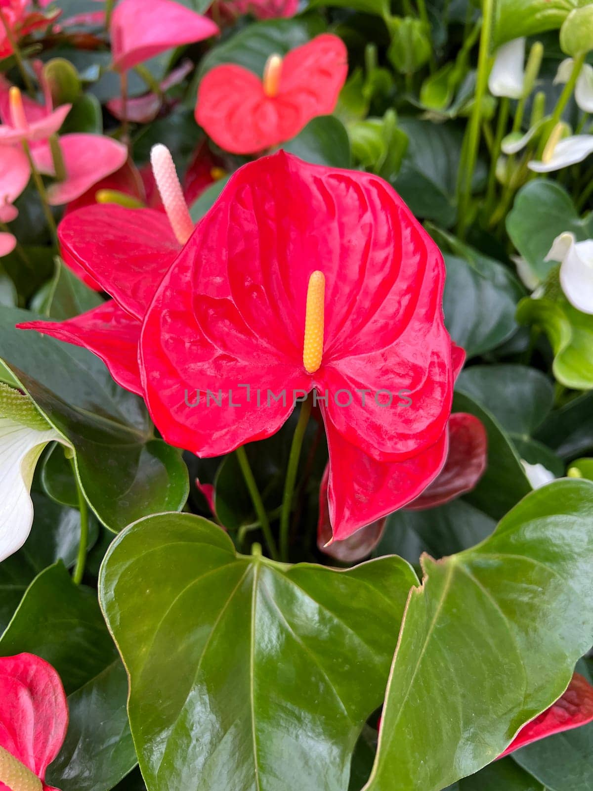 Flamingo flower,Anthurium is a beautiful houseplant with different colors of flowers. Flamingo flower,anthurium is a beautiful houseplant with different flower colors.