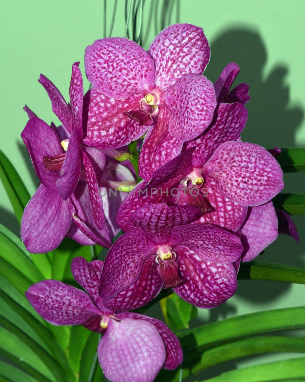 Butterfly orchids,Phalaenopsis,are particularly beautiful flowers for indoor spaces that bloom for a particularly long time and come in many colors. Butterfly orchids,Phalaenopsis,are particularly beautiful indoor flowers that bloom for a long time and come in many colors.