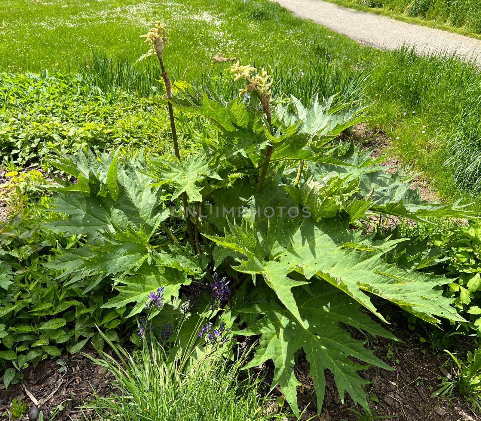 Medicinal rhubarb,Rheum palmatum is an important medicinal plant. Medicinal rhubarb,Rheum palmatum,is an important medicinal plant