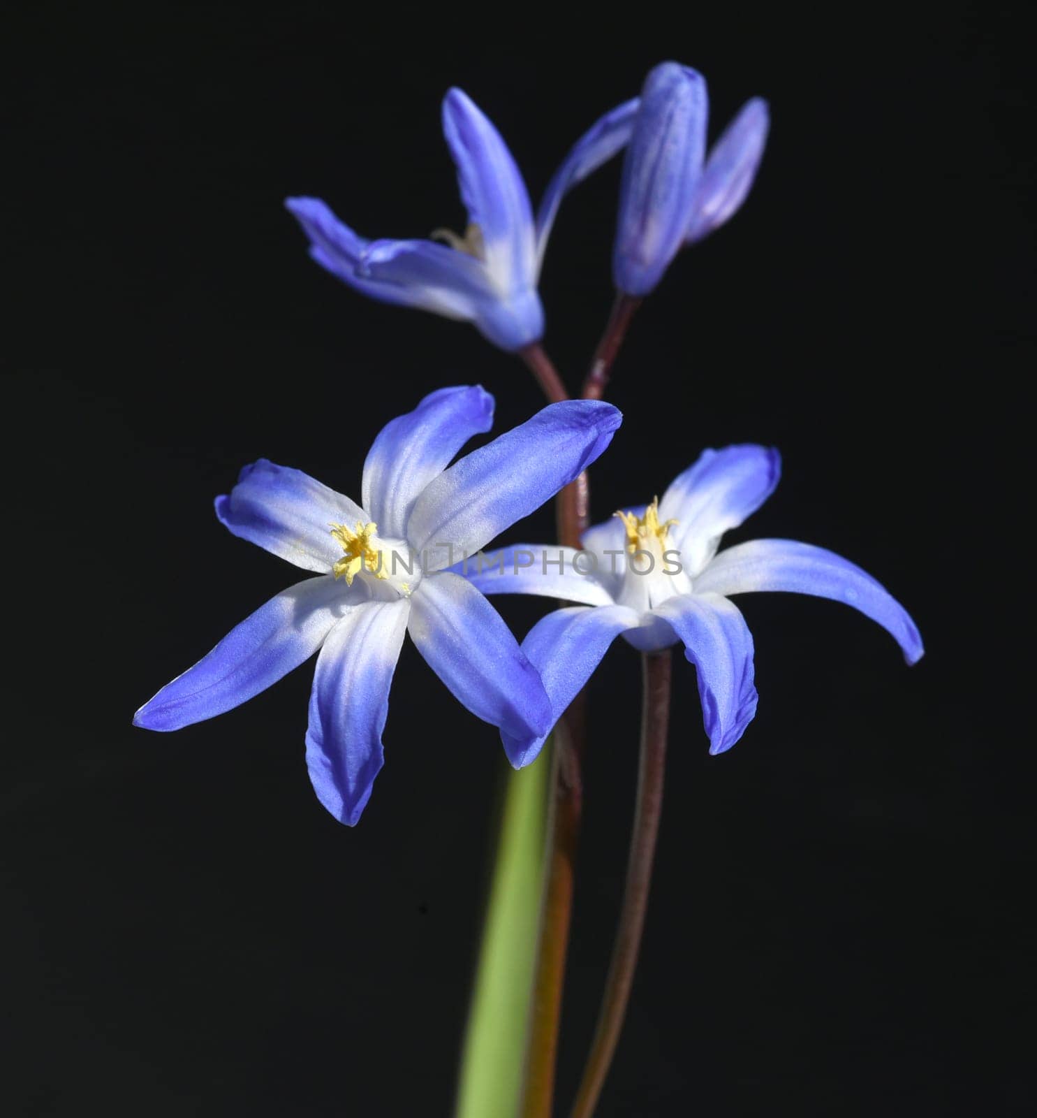 Chionodoxa luciliae is an early-flowering bulbous plant with blue flowers. Proud of the Snow or Glory of the Snow,chionodoxa luciliae is an early flowering bulbous plant with blue flowers