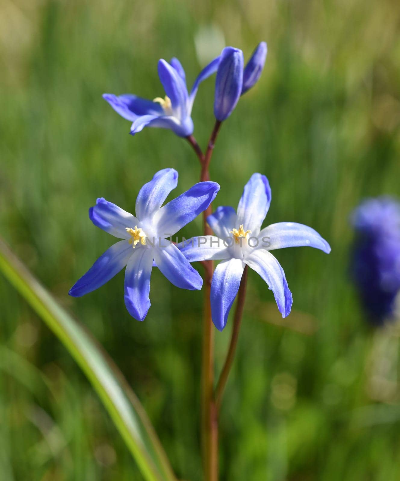 Chionodoxa luciliae is an early-flowering bulbous plant with blue flowers. Proud of the Snow or Glory of the Snow,chionodoxa luciliae is an early flowering bulbous plant with blue flowers