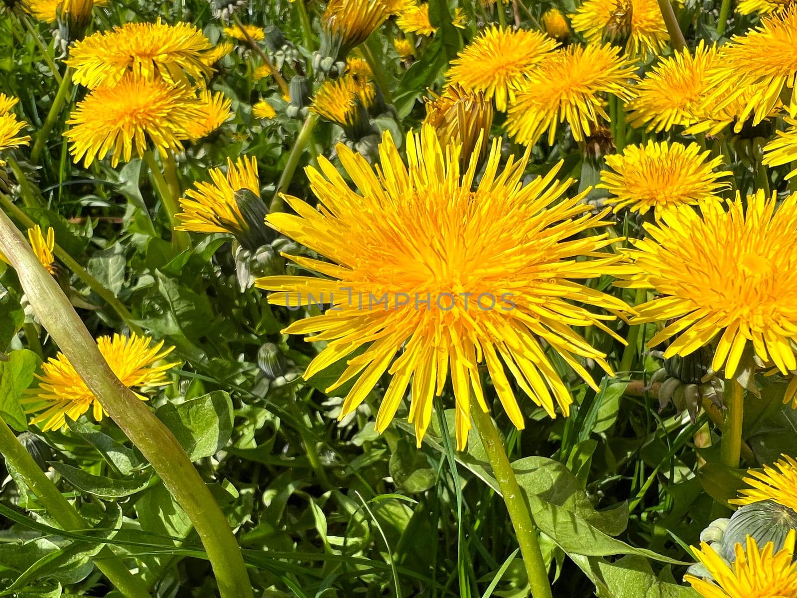 Dandelion,Taraxacum officinale,is a pioneer plant and survival artist that can also thrive on gravel roads. Loewenzahn,Taraxacum officinale as a wall flower,is a pioneer plant and survival artist that can also thrive on gravel roads.