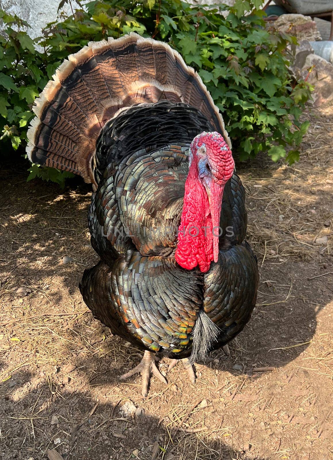 Turkeys,male animals are called turkeys or turkeys. The females are called turkeys and are useful meat-producing pets. Turkey,also called turkey Meleagris gallopavo Turkeys,male animals are called turkeys or turkeys. The female animals are called turkeys and are useful meat-producing pets