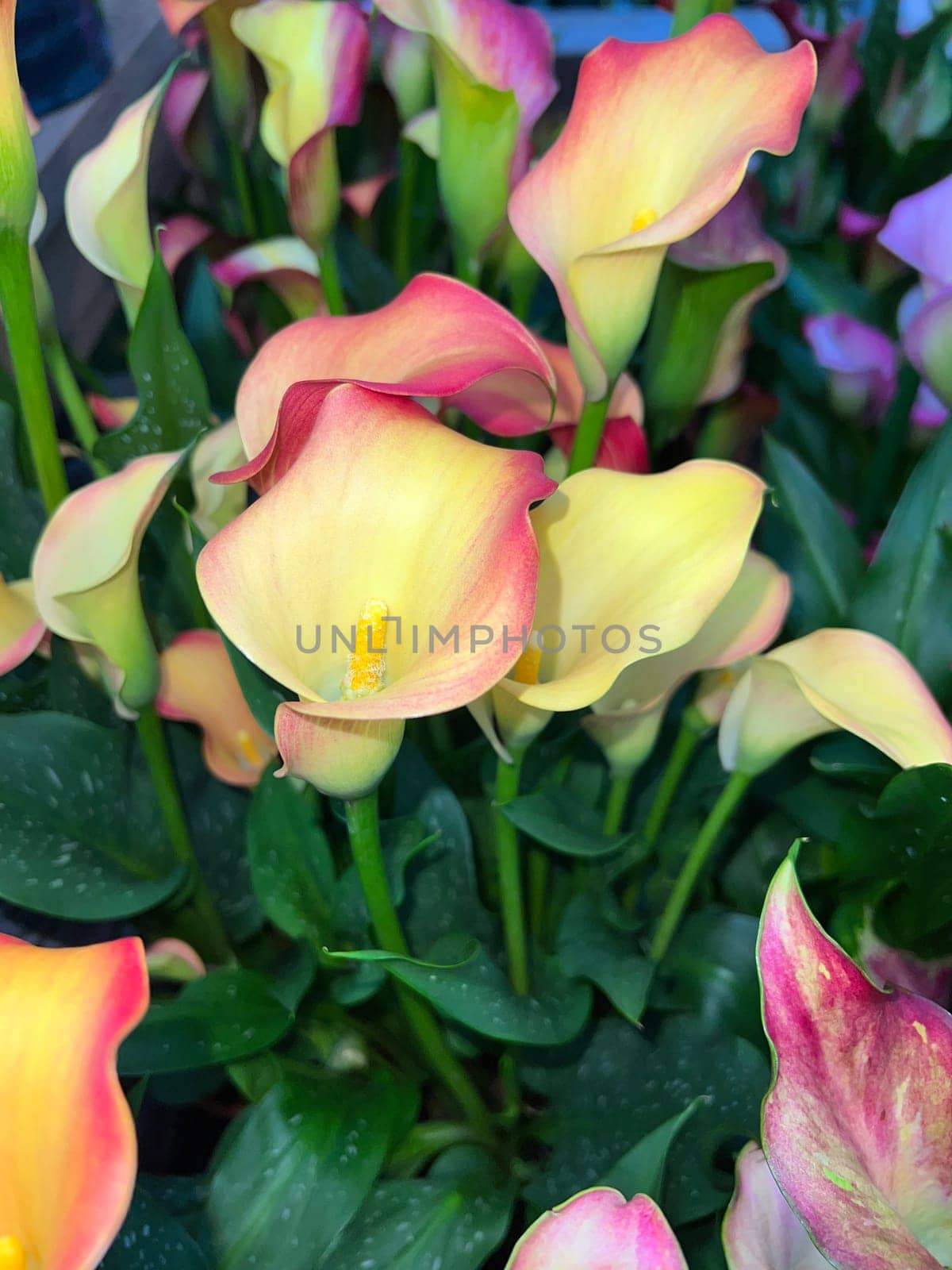 Zantedeschia,also known as indoor calla,is a beautiful flowering plant.  Zantedeschia,also called room calla,is a beautiful flowering plant.