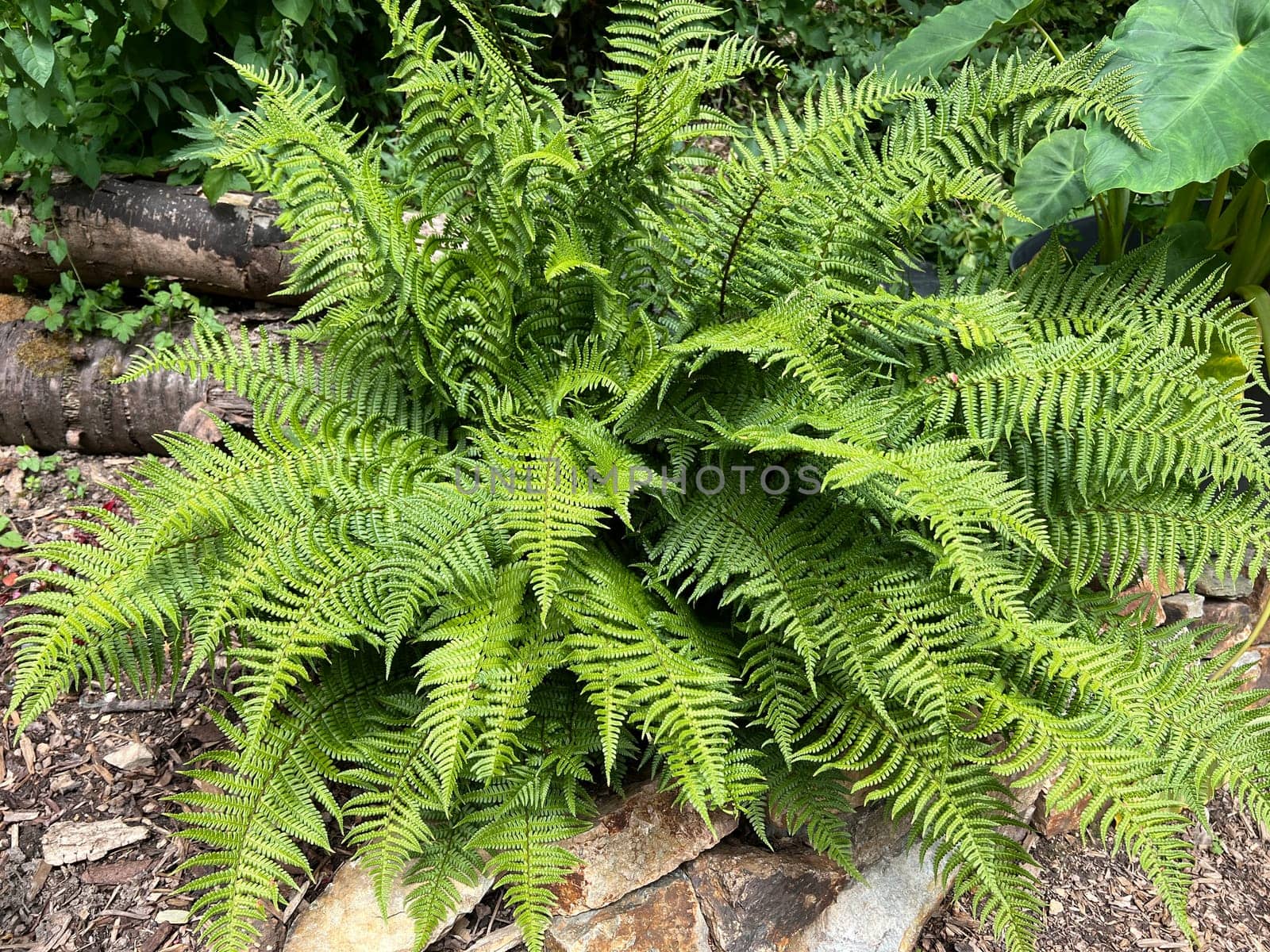 Shield fern,Polystichum setiferum belongs to the native forest ferns,rolls out in spring and forms long,double-pinnate fronds. Polystichum setiferum is one of the native forest ferns,unfurls in spring and forms long,bi-pinnate fronds.