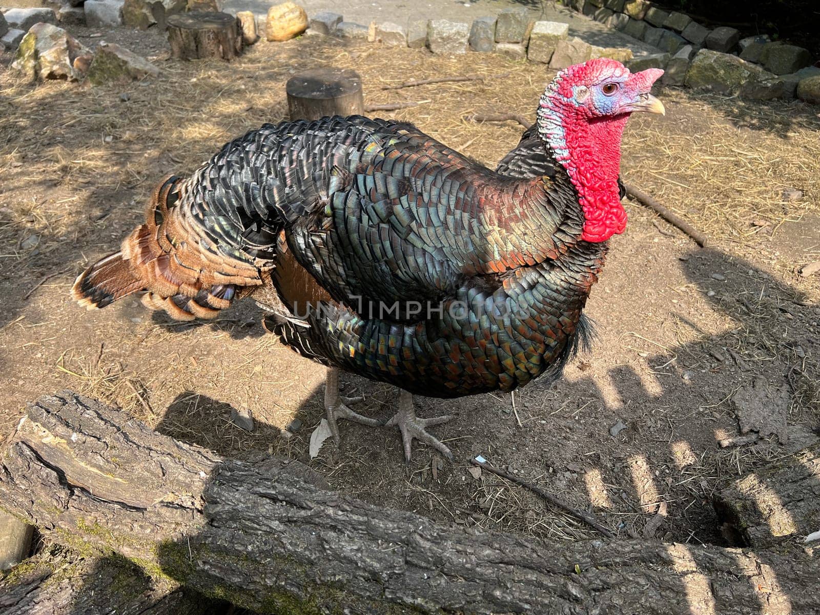 Turkeys,male animals are called turkeys or turkeys. The females are called turkeys and are useful meat-producing pets. Turkey,also called turkey Meleagris gallopavo Turkeys,male animals are called turkeys or turkeys. The female animals are called turkeys and are useful meat-producing pets