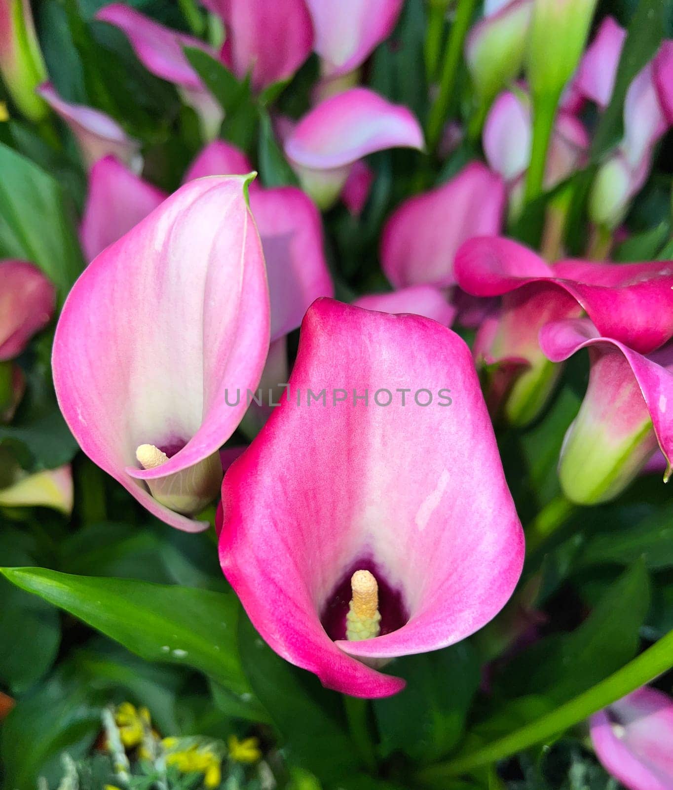Zantedeschia,also known as indoor calla,is a beautiful flowering plant.  Zantedeschia,also called room calla,is a beautiful flowering plant.