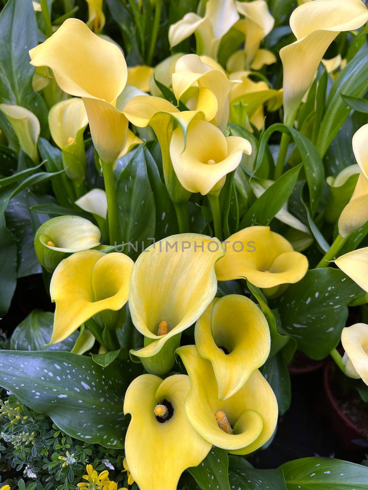 Zantedeschia,also known as indoor calla,is a beautiful flowering plant.  Zantedeschia,also called room calla,is a beautiful flowering plant.