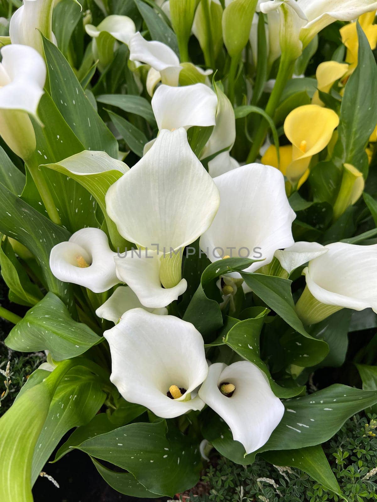 Zantedeschia,also known as indoor calla,is a beautiful flowering plant.  Zantedeschia,also called room calla,is a beautiful flowering plant.