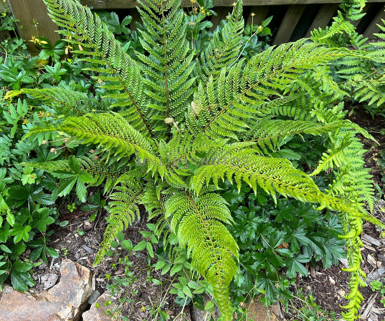 Shield fern,Polystichum setiferum belongs to the native forest ferns,rolls out in spring and forms long,double-pinnate fronds. Polystichum setiferum is one of the native forest ferns,unfurls in spring and forms long,bi-pinnate fronds.