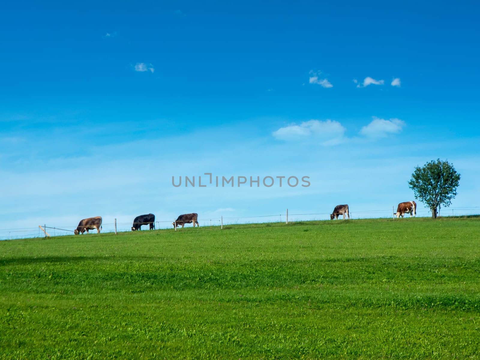 Hilly landscape view with green pasture in the foreground and blue sky in the background as well as five grazing cattle in a row and a single deciduous tree in Bavaria in summer.