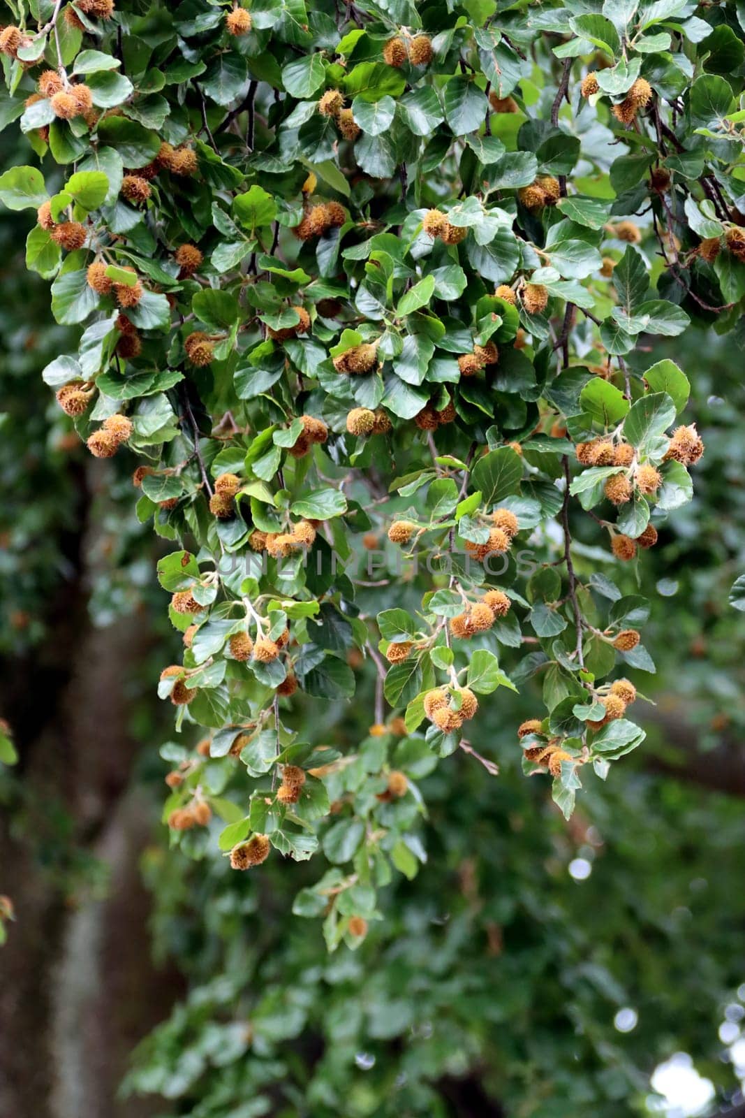 Rotbuche (Fagus sylvatica), Zweig mit Blättern und Früchten