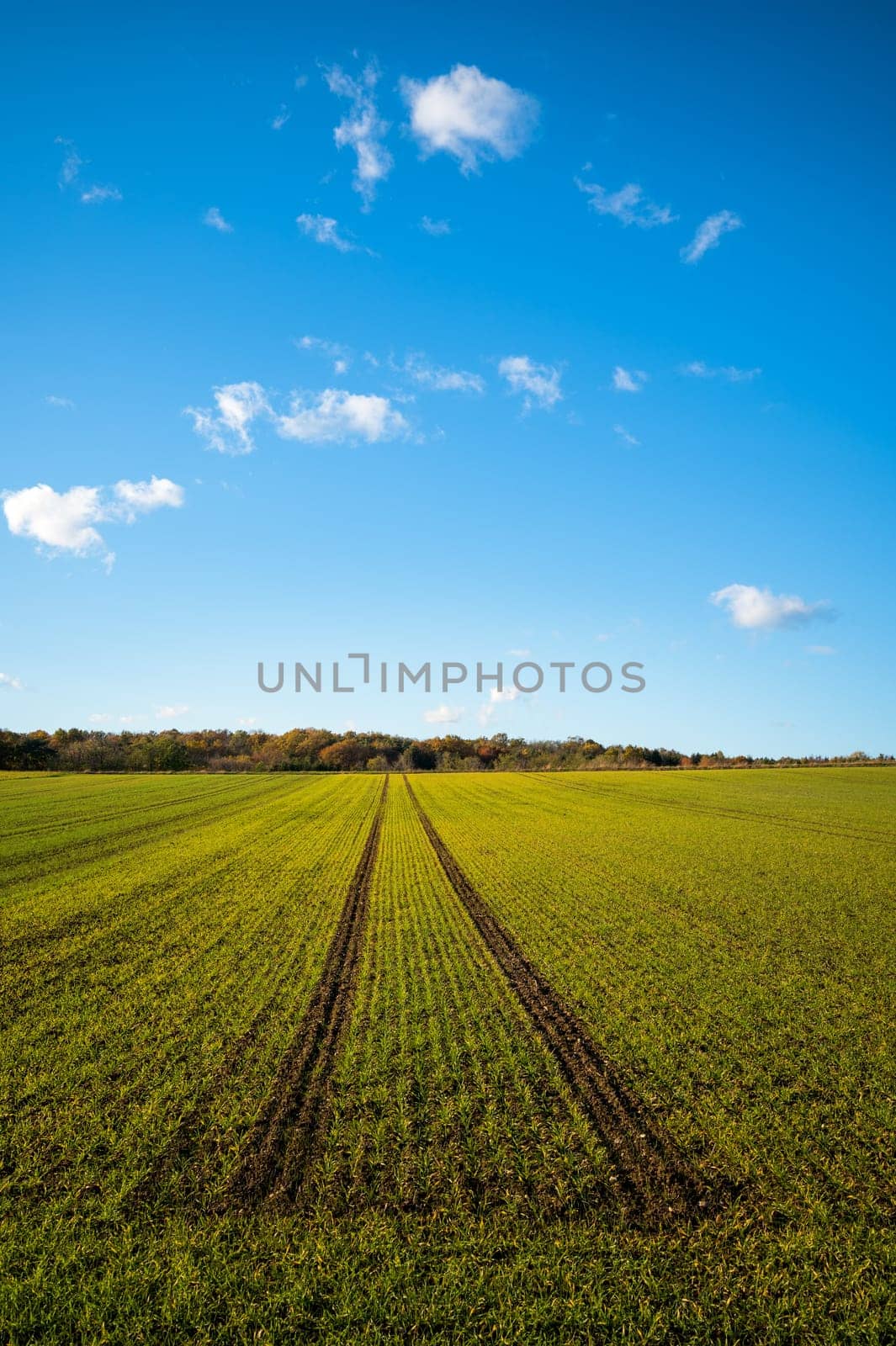 Tire tracks stretching across barley (Hordeum vulgare) field at summer dusk