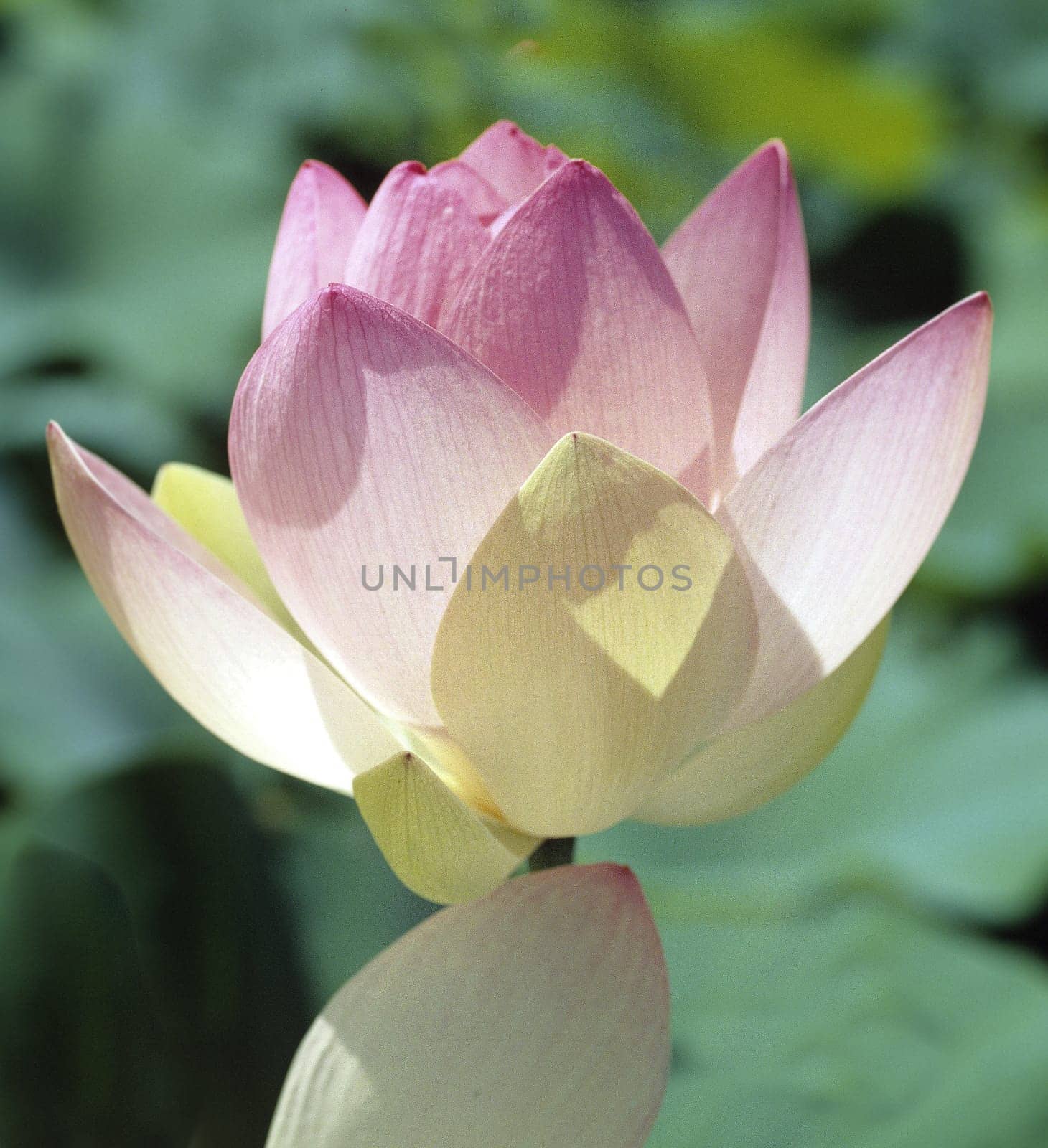 Lotus nucifera is a beautiful Indian water and medicinal plant. The lotus flower,Lotus nucifera,is a beautiful Indian water and medicinal plant