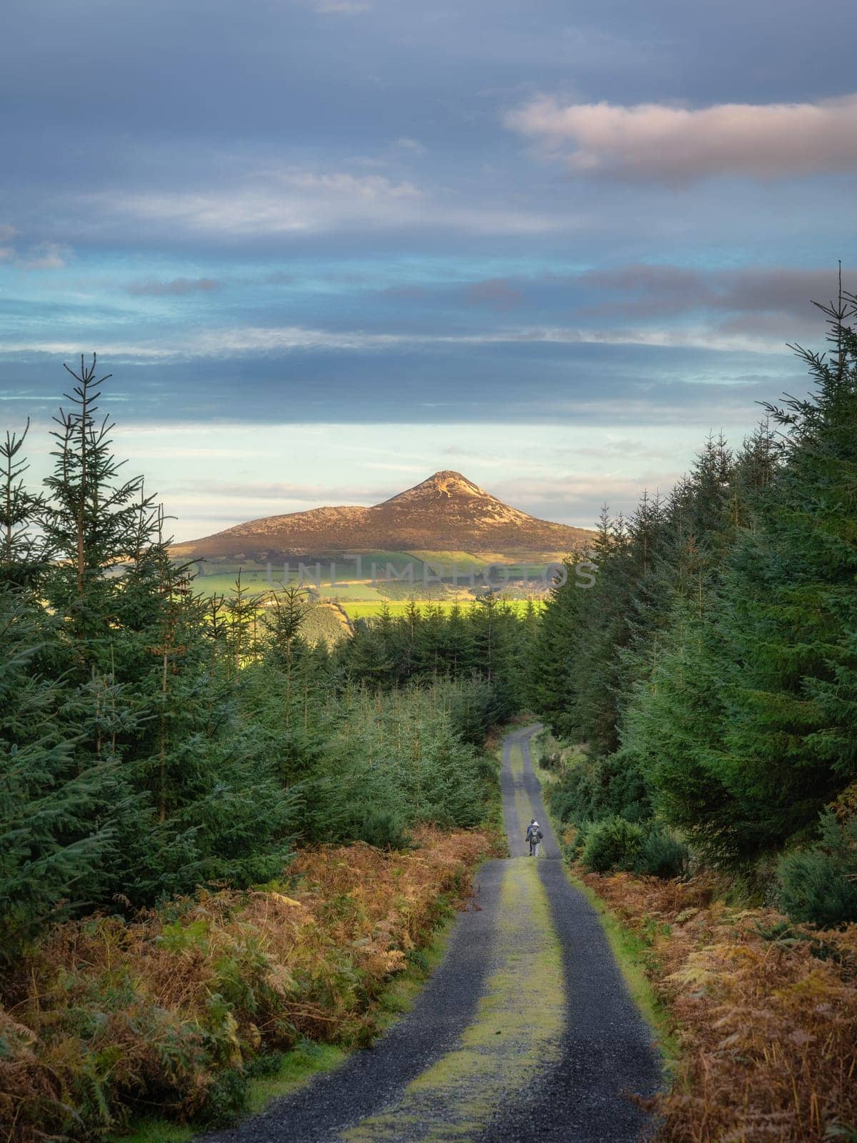People walking on a country road leading to Sugarloaf Mountain between pine forest. Hiking in Wicklow Mountains, Ireland