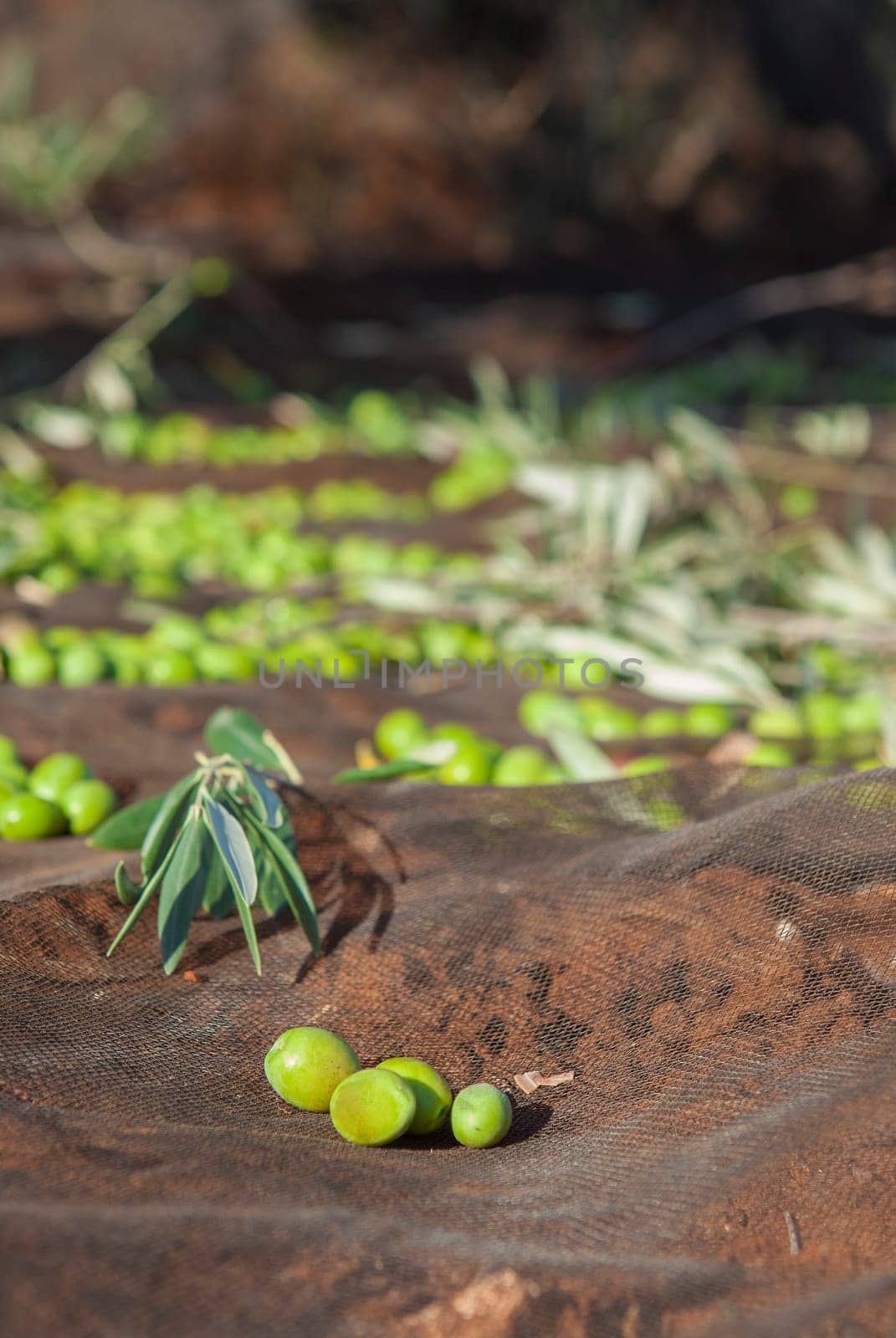 Green olives over collection net. Table olives harvest season scene