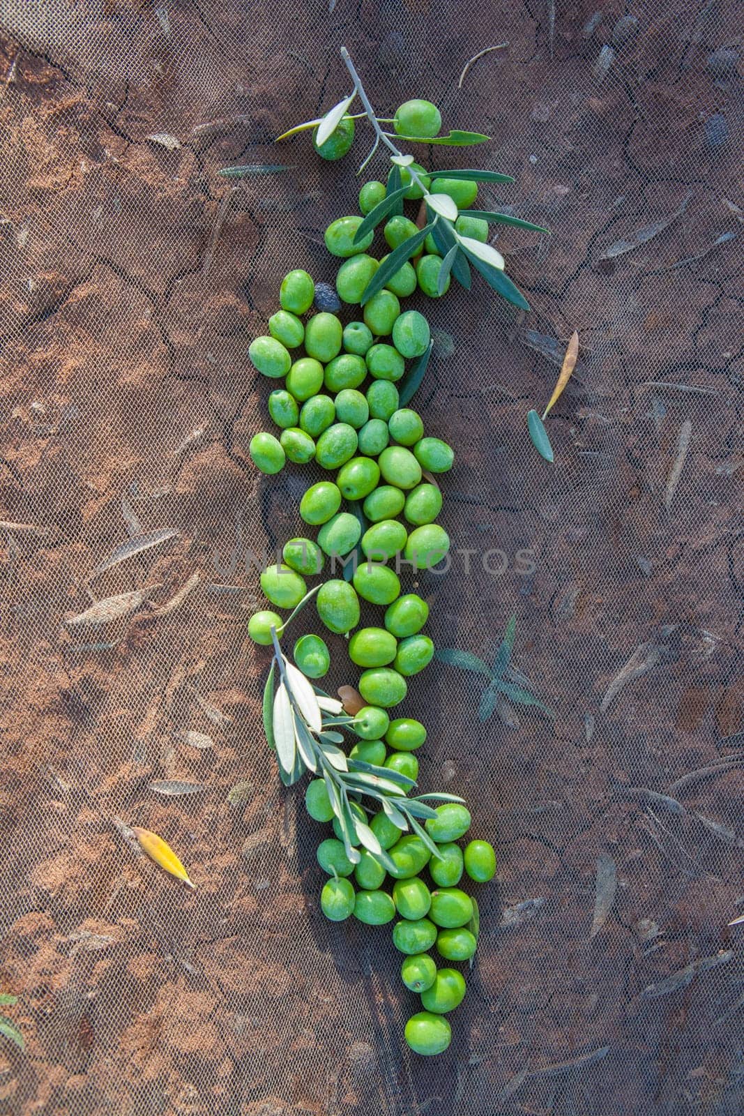 Green olives over collection net. Table olives harvest season scene